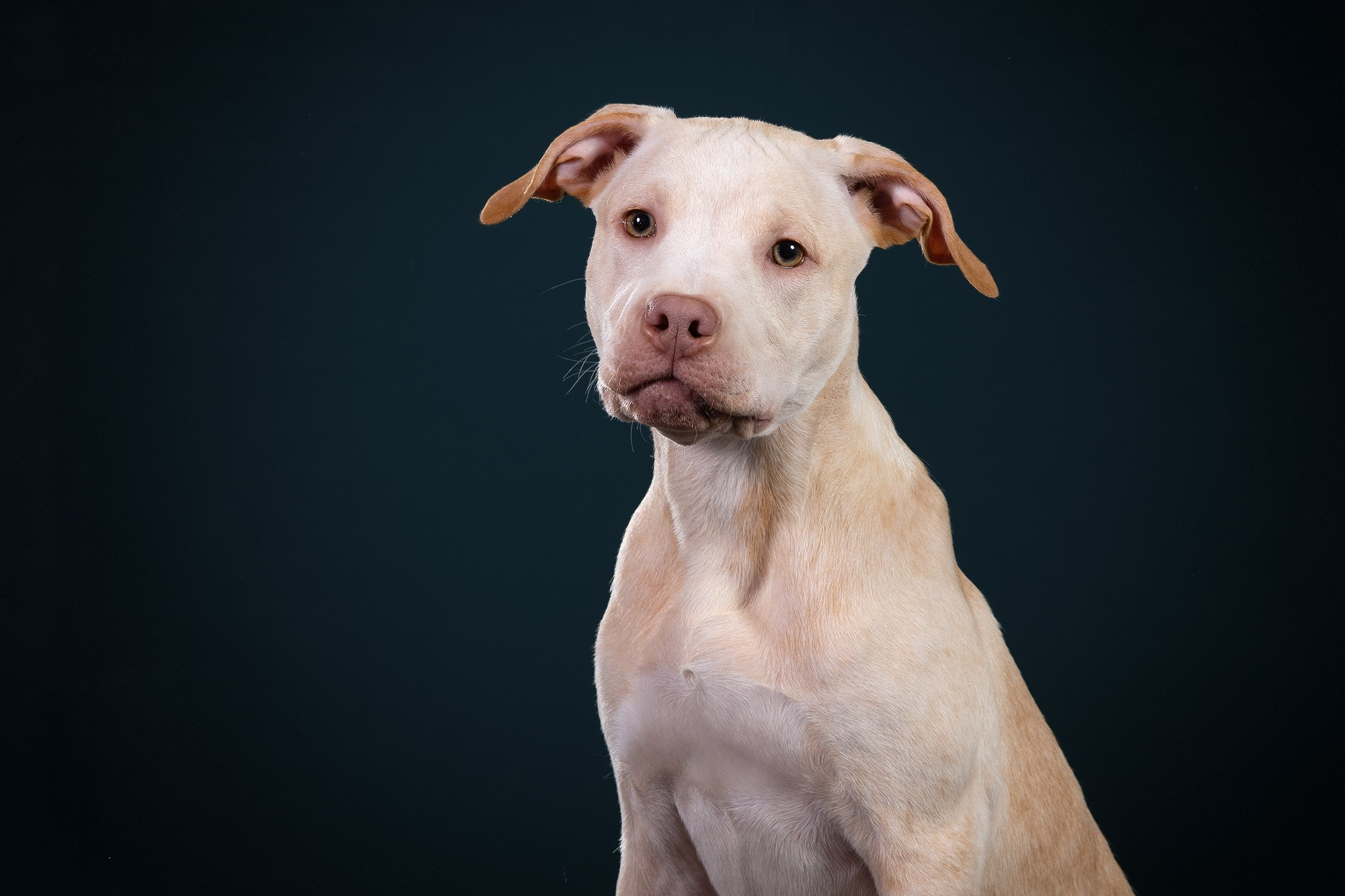 Небольшой отчёт о том, как прошли студиные фото дни. Фотограф-анималист Natalia Deingel | Фотосъемка собак в Москве