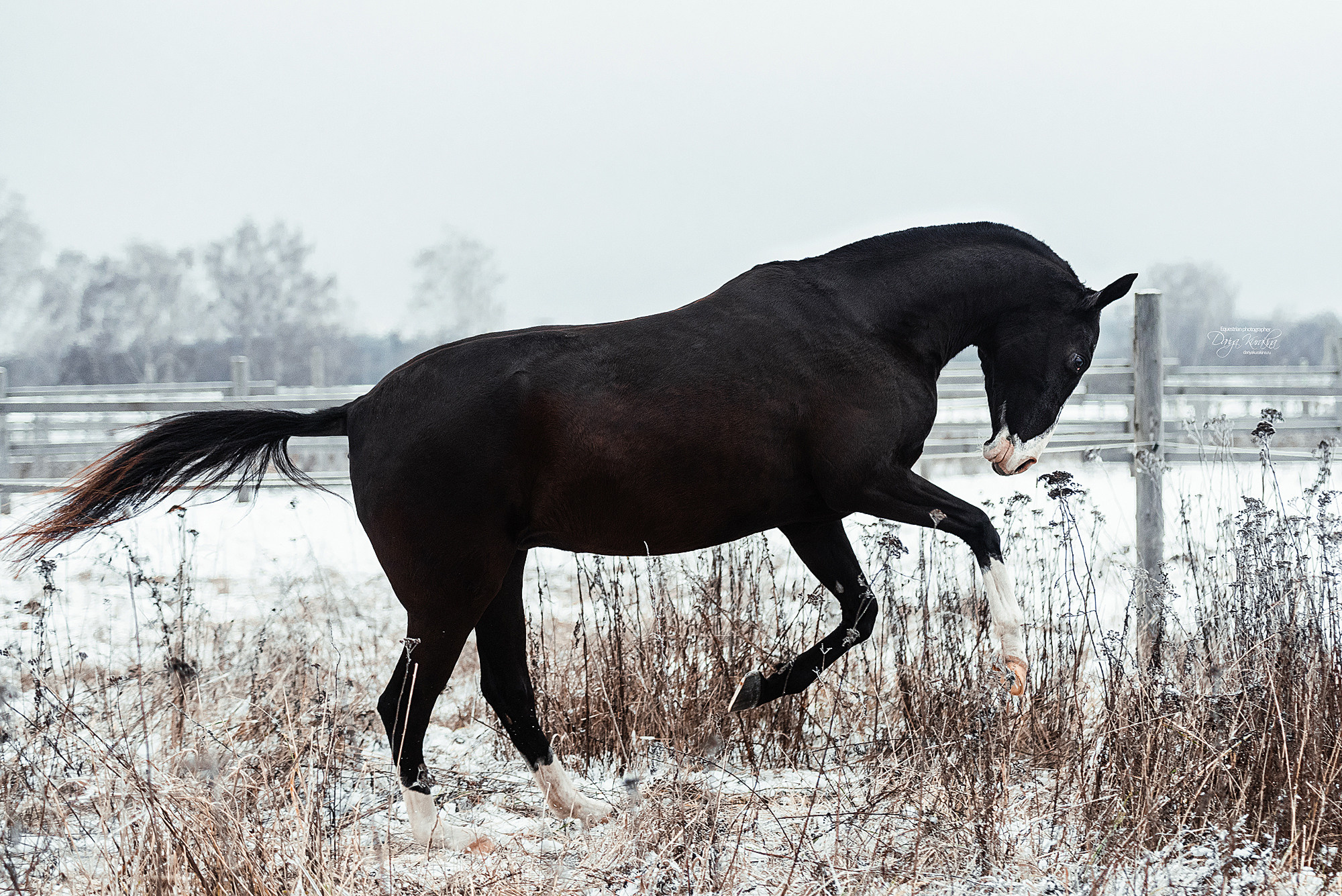 Рапунцель и Куна. Конный фотограф Куракина Дарья • Фотосессии с лошадьми