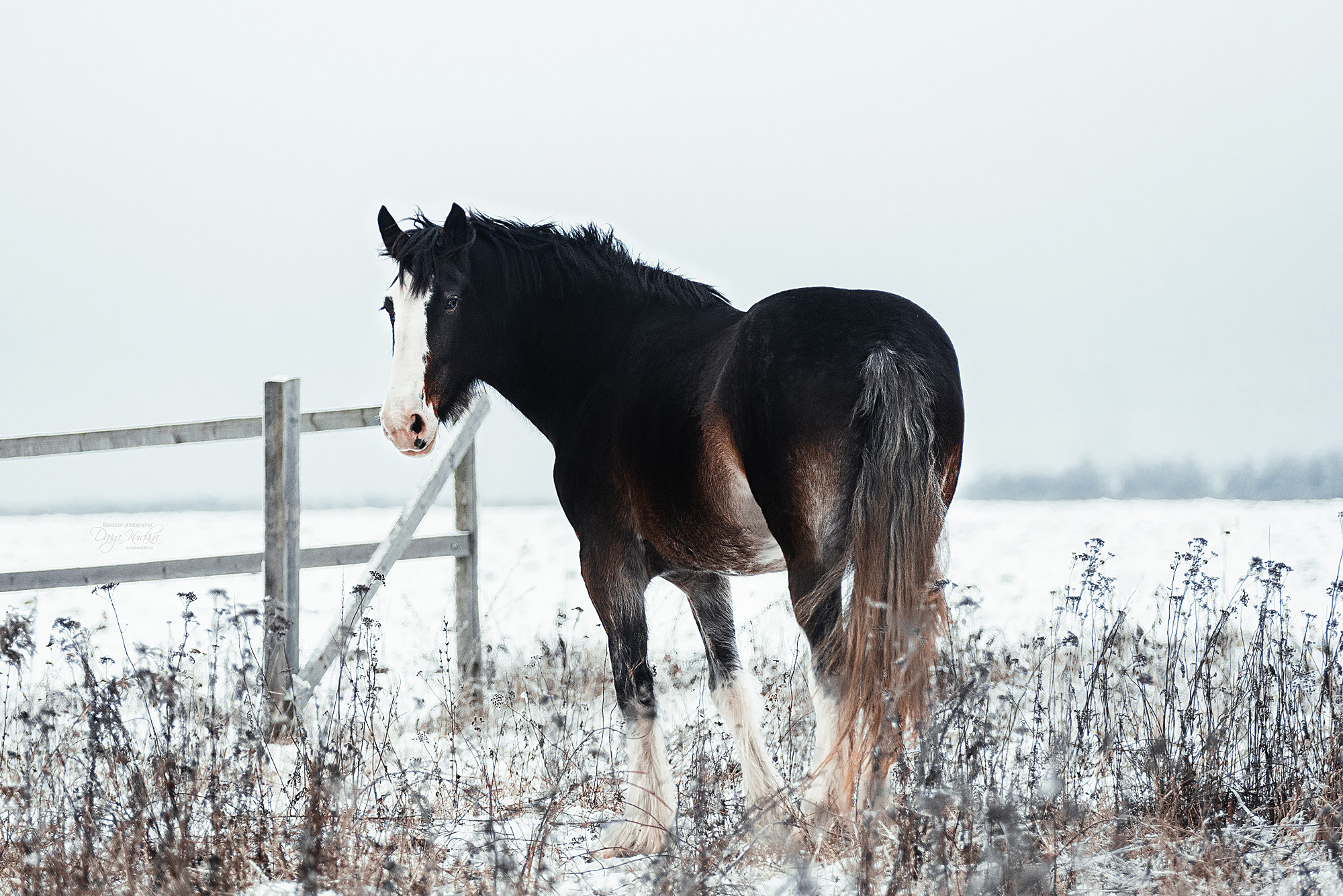 Рапунцель и Куна. Конный фотограф Куракина Дарья • Фотосессии с лошадьми