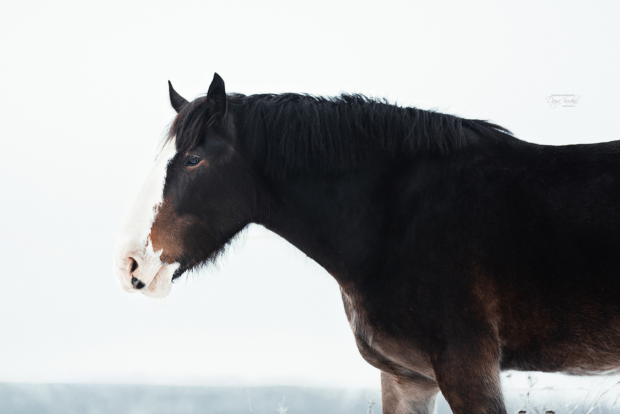 Рапунцель и Куна. Конный фотограф Куракина Дарья • Фотосессии с лошадьми