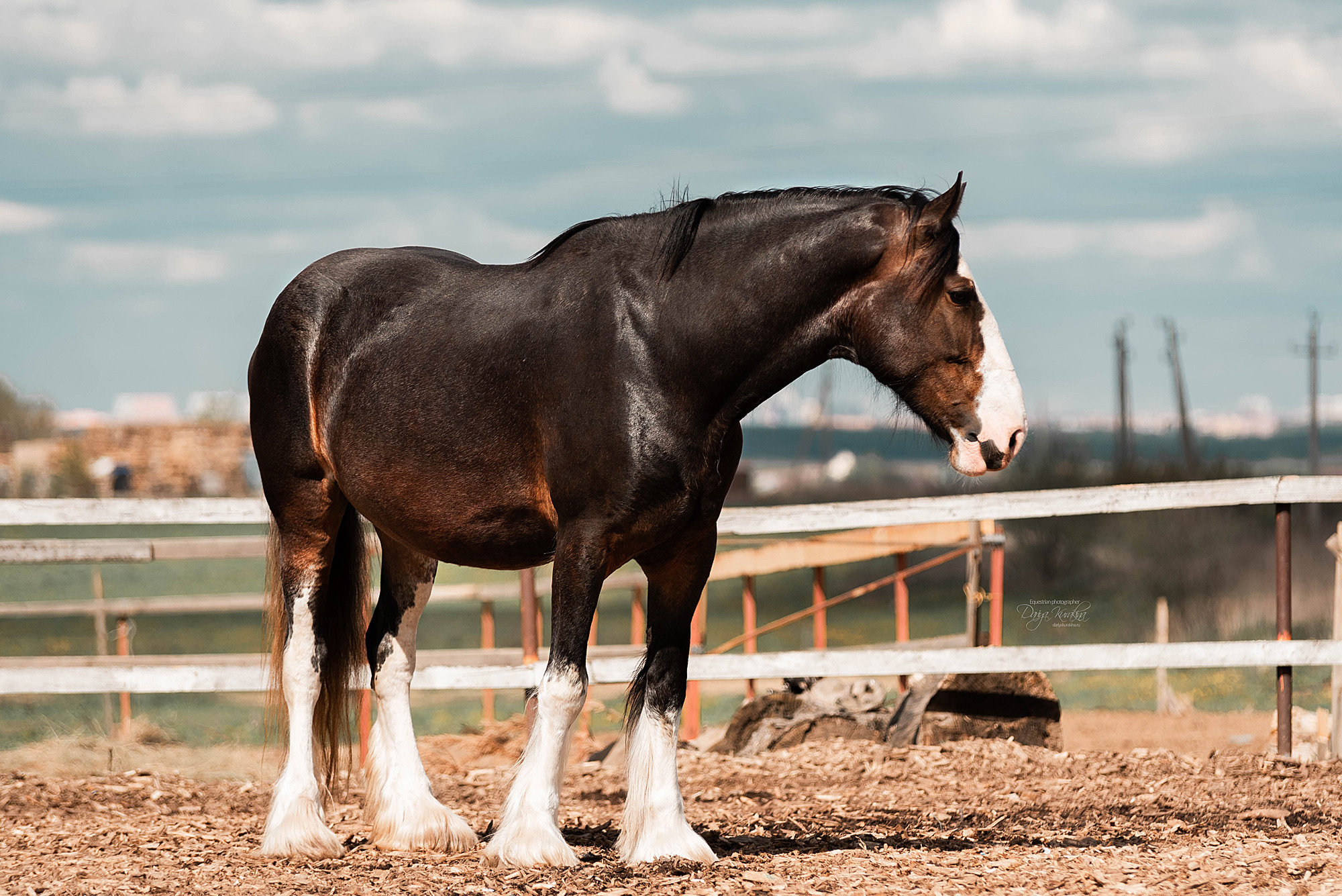 Кунарух и Рапунцель. Конный фотограф Куракина Дарья • Фотосессии с лошадьми