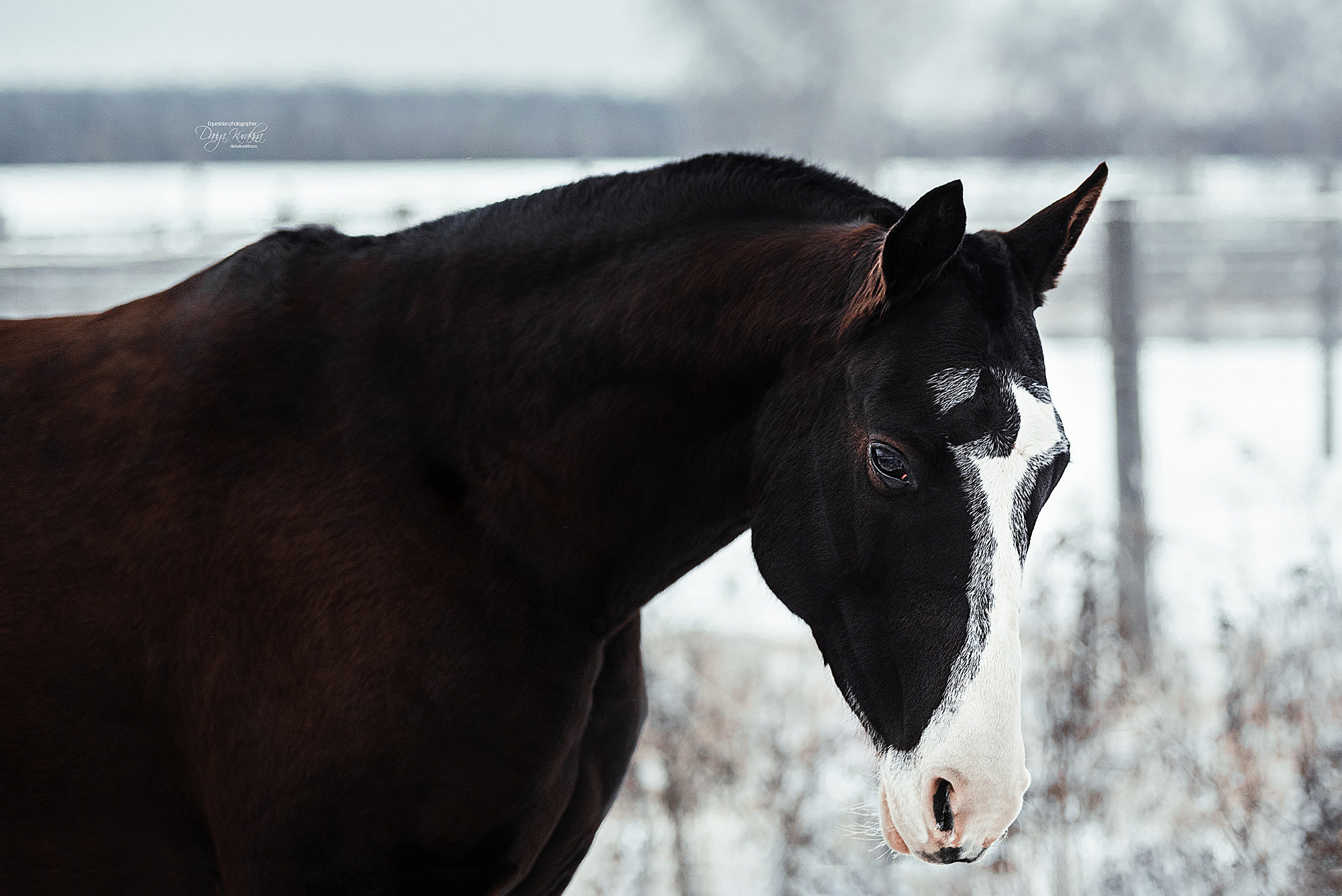 Рапунцель и Куна. Конный фотограф Куракина Дарья • Фотосессии с лошадьми