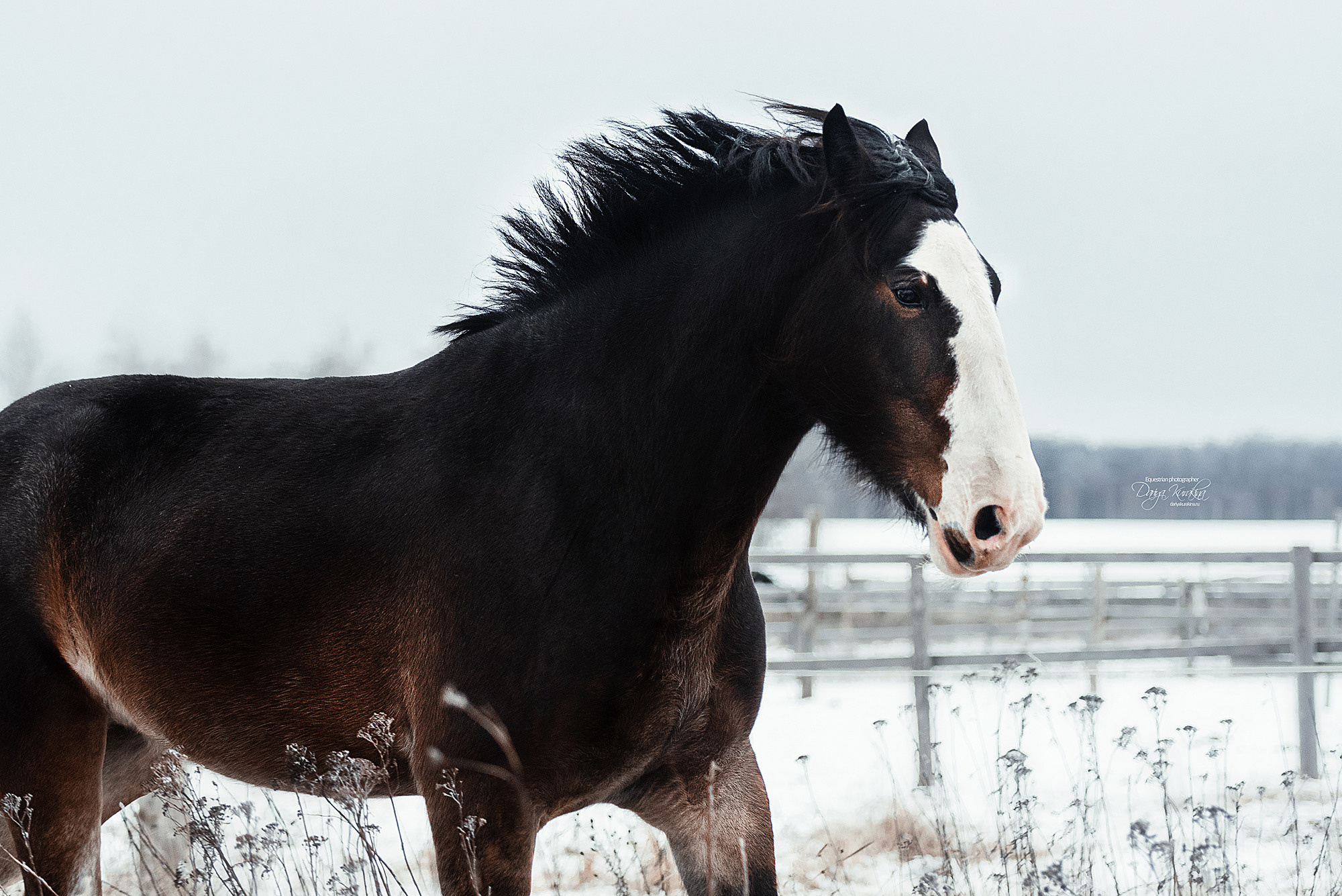 Рапунцель и Куна. Конный фотограф Куракина Дарья • Фотосессии с лошадьми