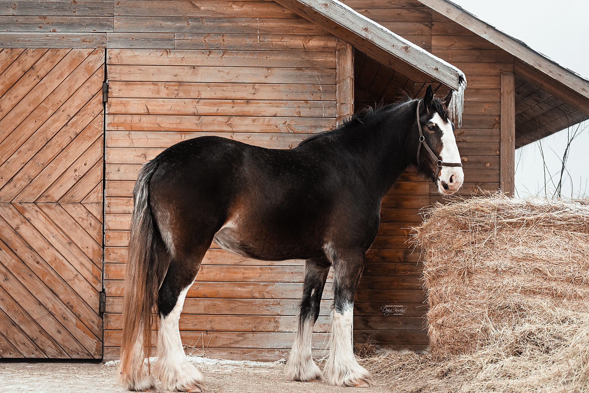 Рапунцель и Куна. Конный фотограф Куракина Дарья • Фотосессии с лошадьми