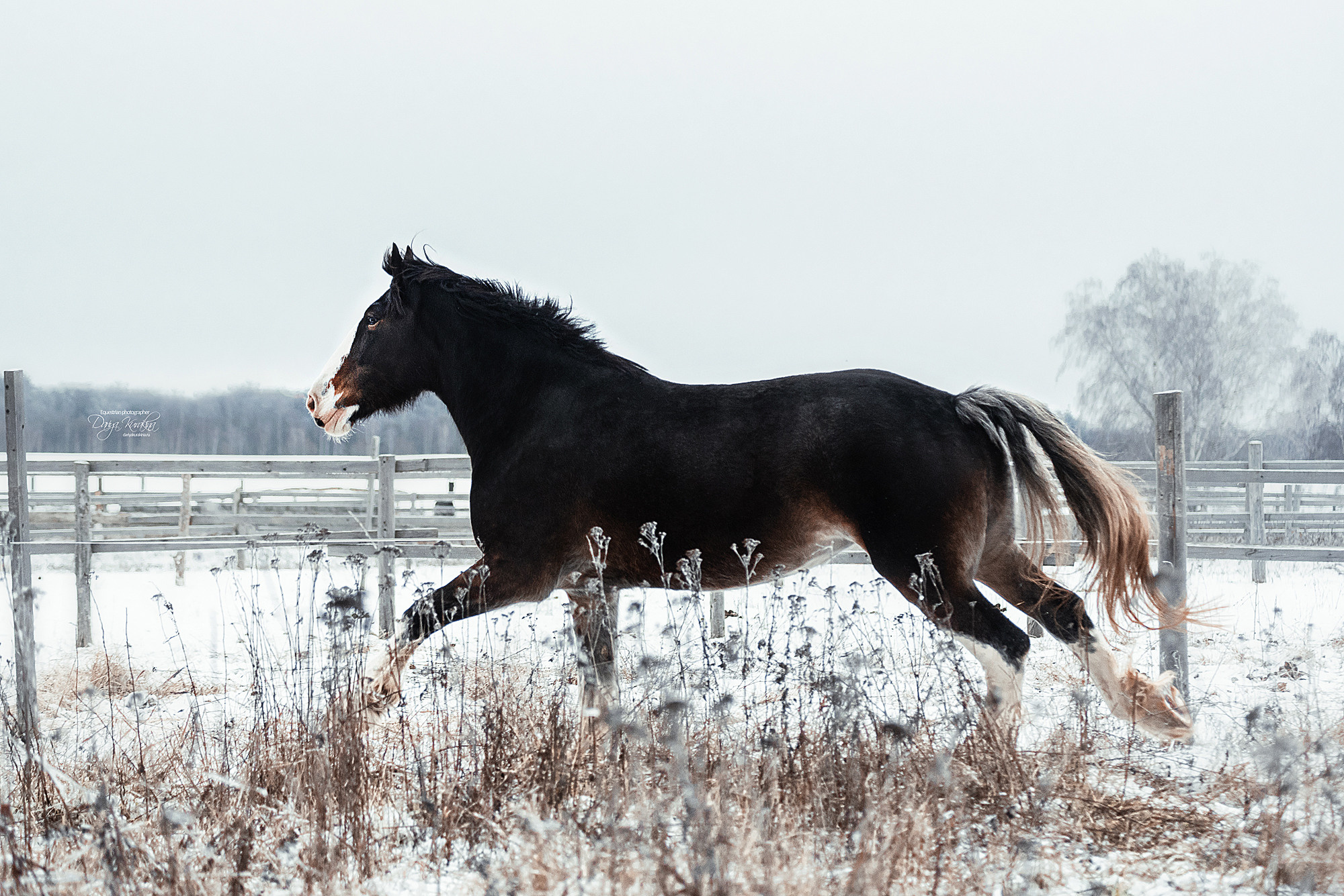 Рапунцель и Куна. Конный фотограф Куракина Дарья • Фотосессии с лошадьми