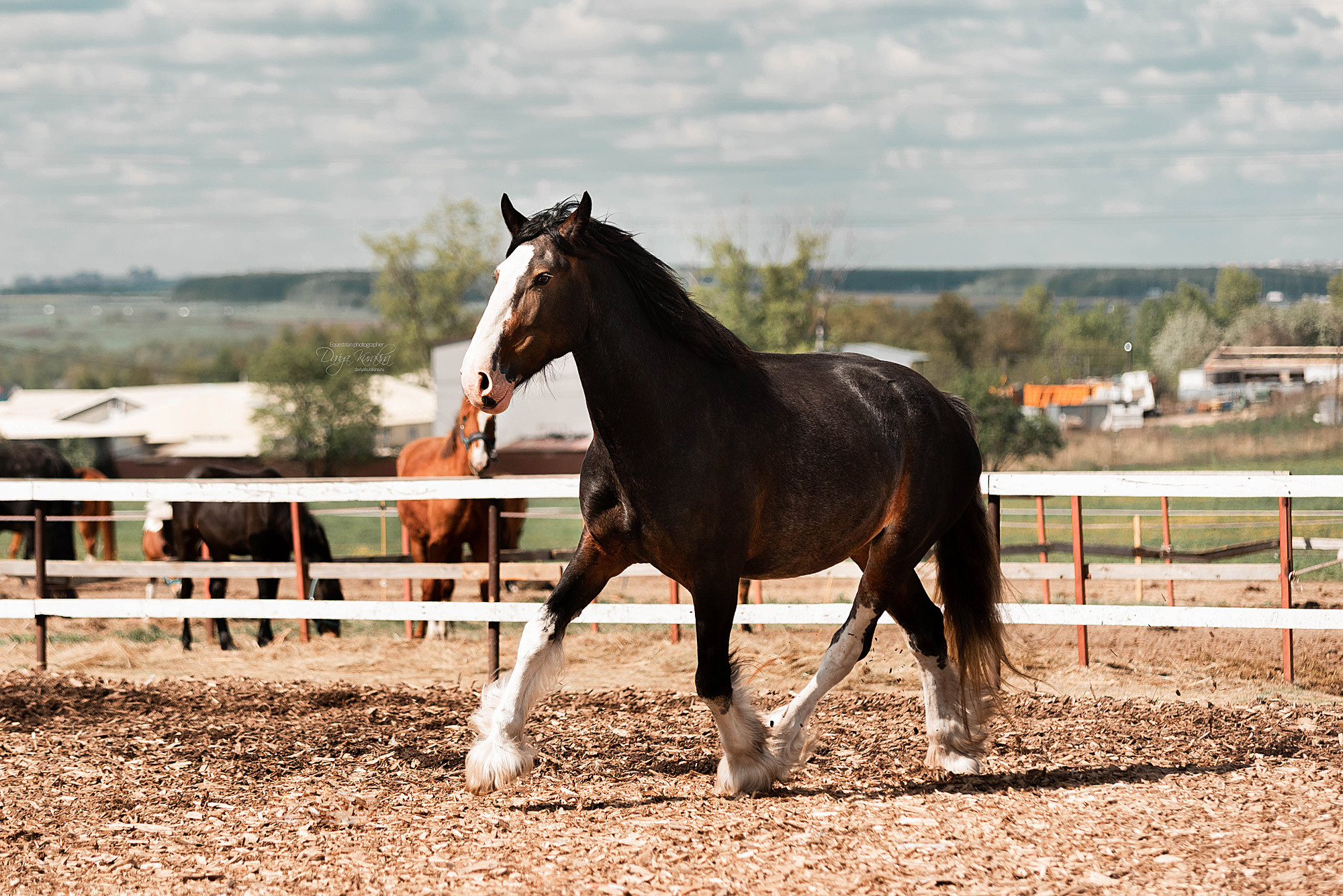 Кунарух и Рапунцель. Конный фотограф Куракина Дарья • Фотосессии с лошадьми