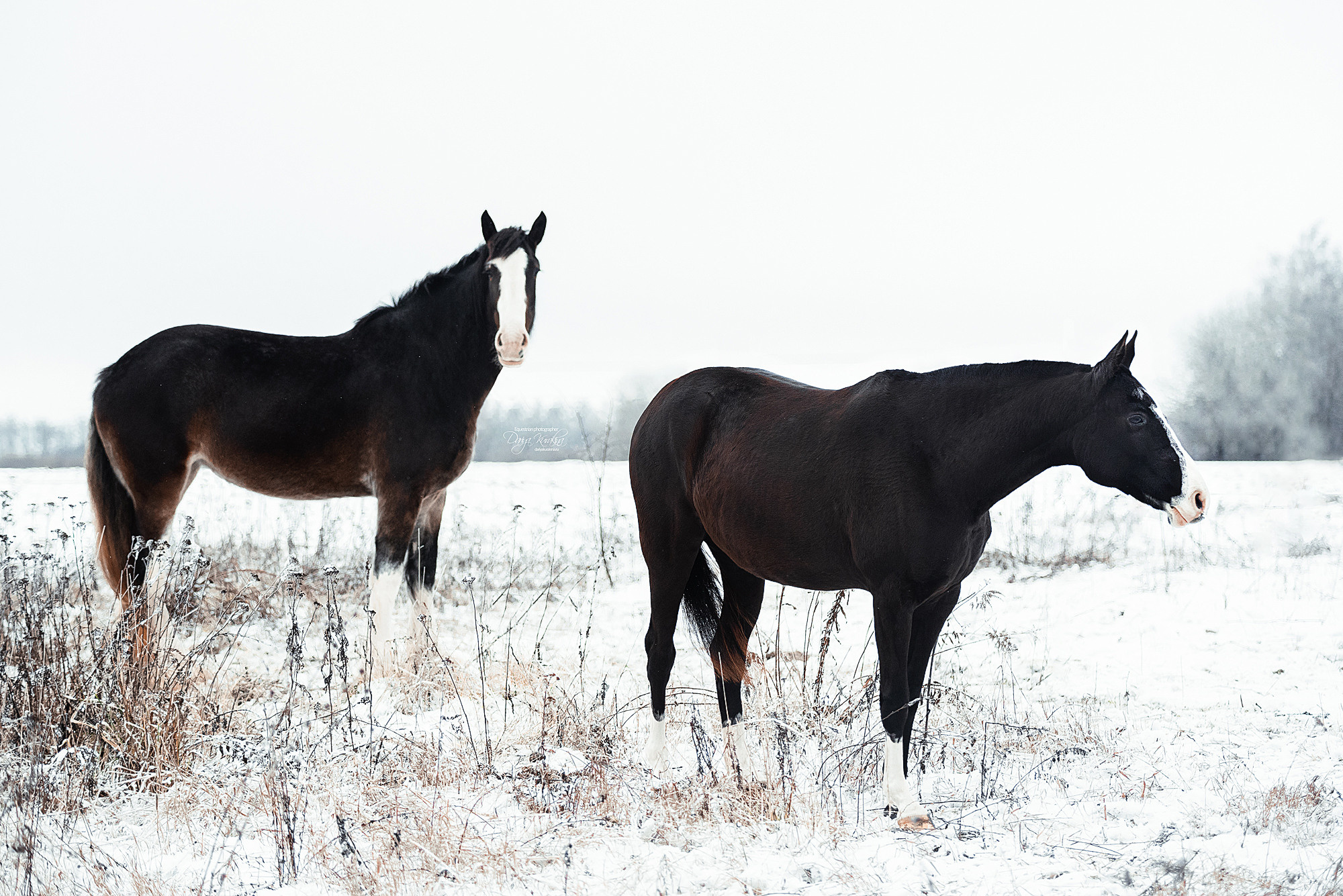 Рапунцель и Куна. Конный фотограф Куракина Дарья • Фотосессии с лошадьми