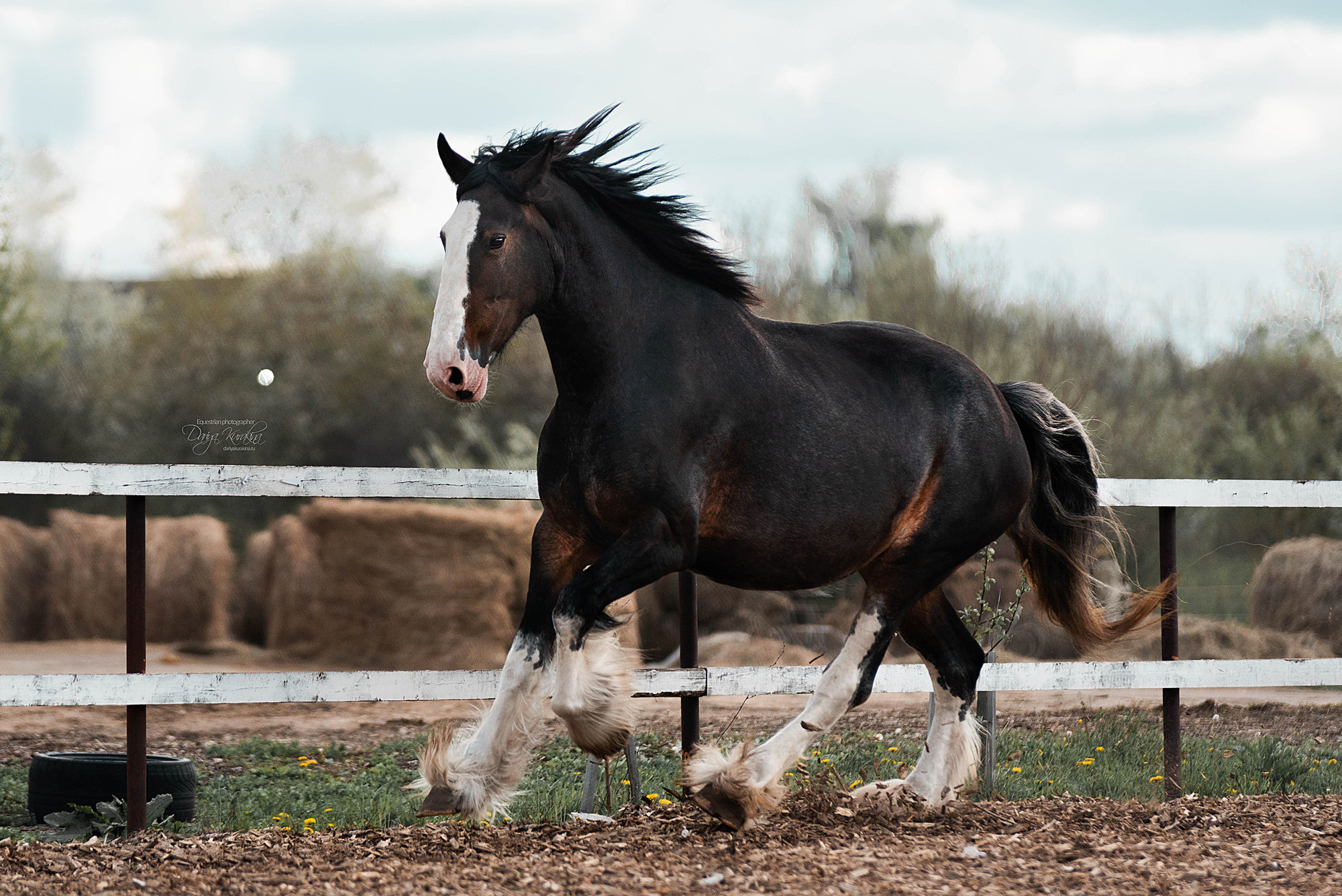 Кунарух и Рапунцель. Конный фотограф Куракина Дарья • Фотосессии с лошадьми