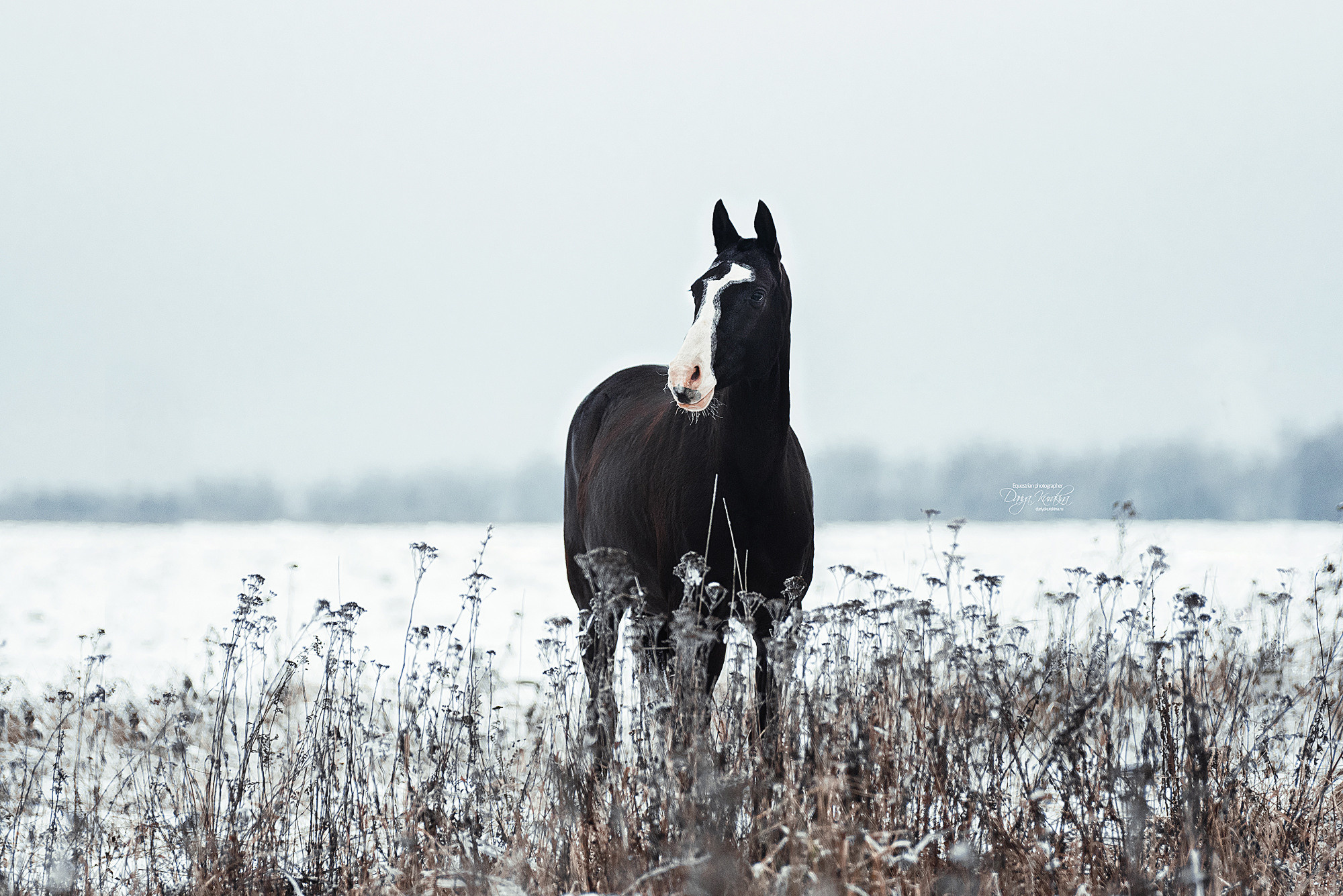 Рапунцель и Куна. Конный фотограф Куракина Дарья • Фотосессии с лошадьми