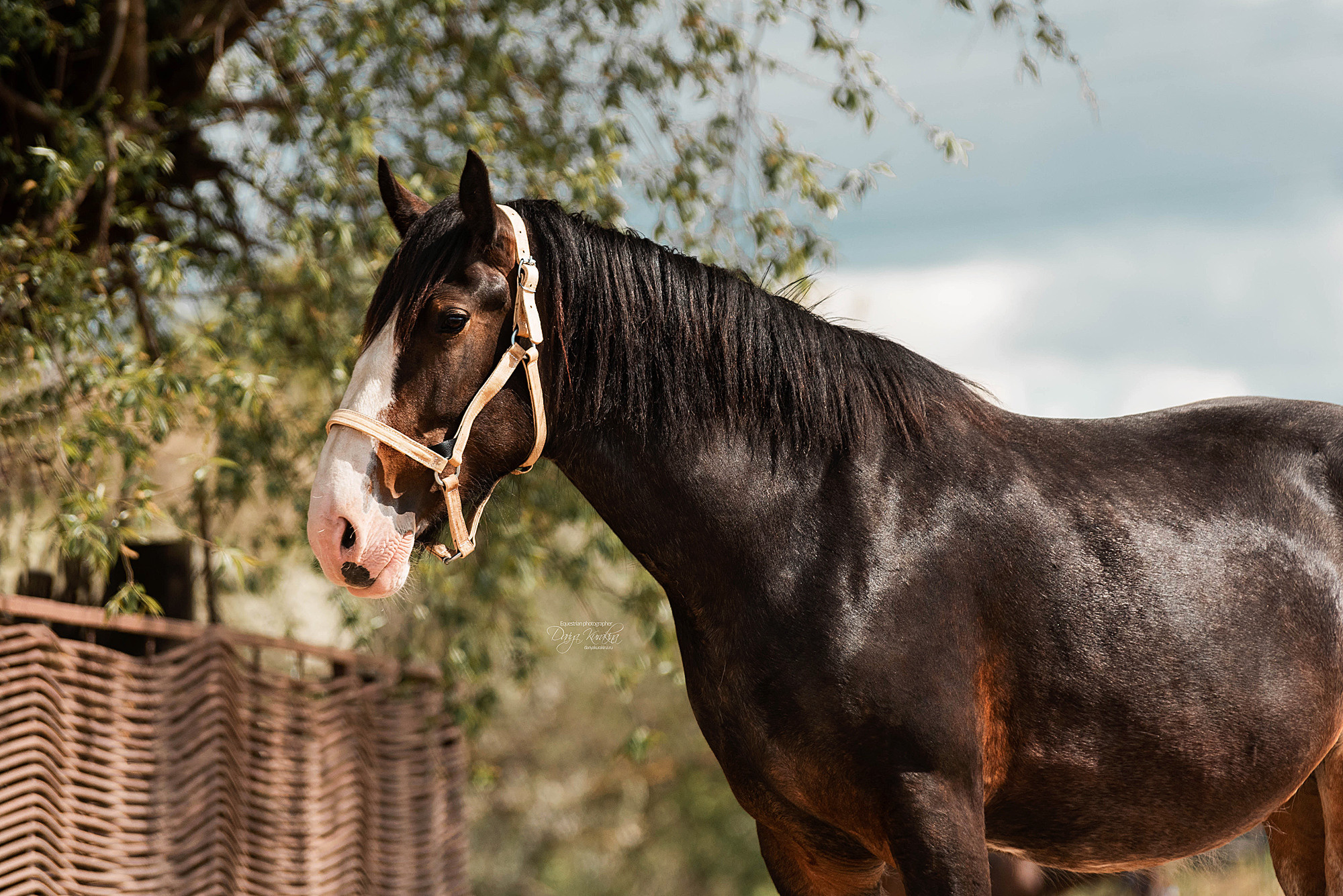 Кунарух и Рапунцель. Конный фотограф Куракина Дарья • Фотосессии с лошадьми