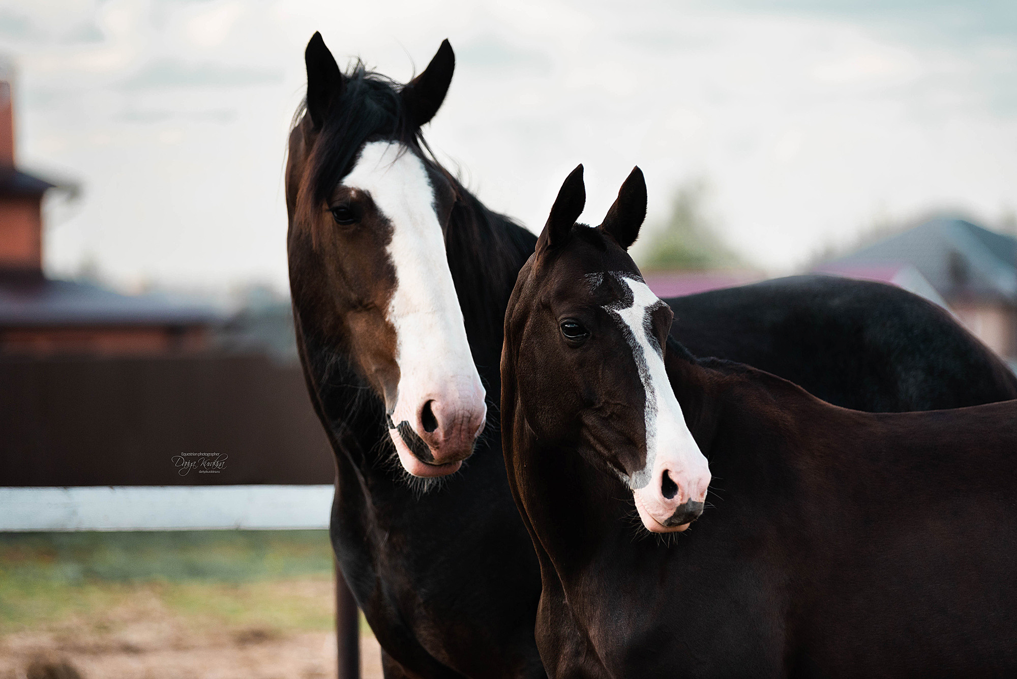 Кунарух и Рапунцель. Конный фотограф Куракина Дарья • Фотосессии с лошадьми