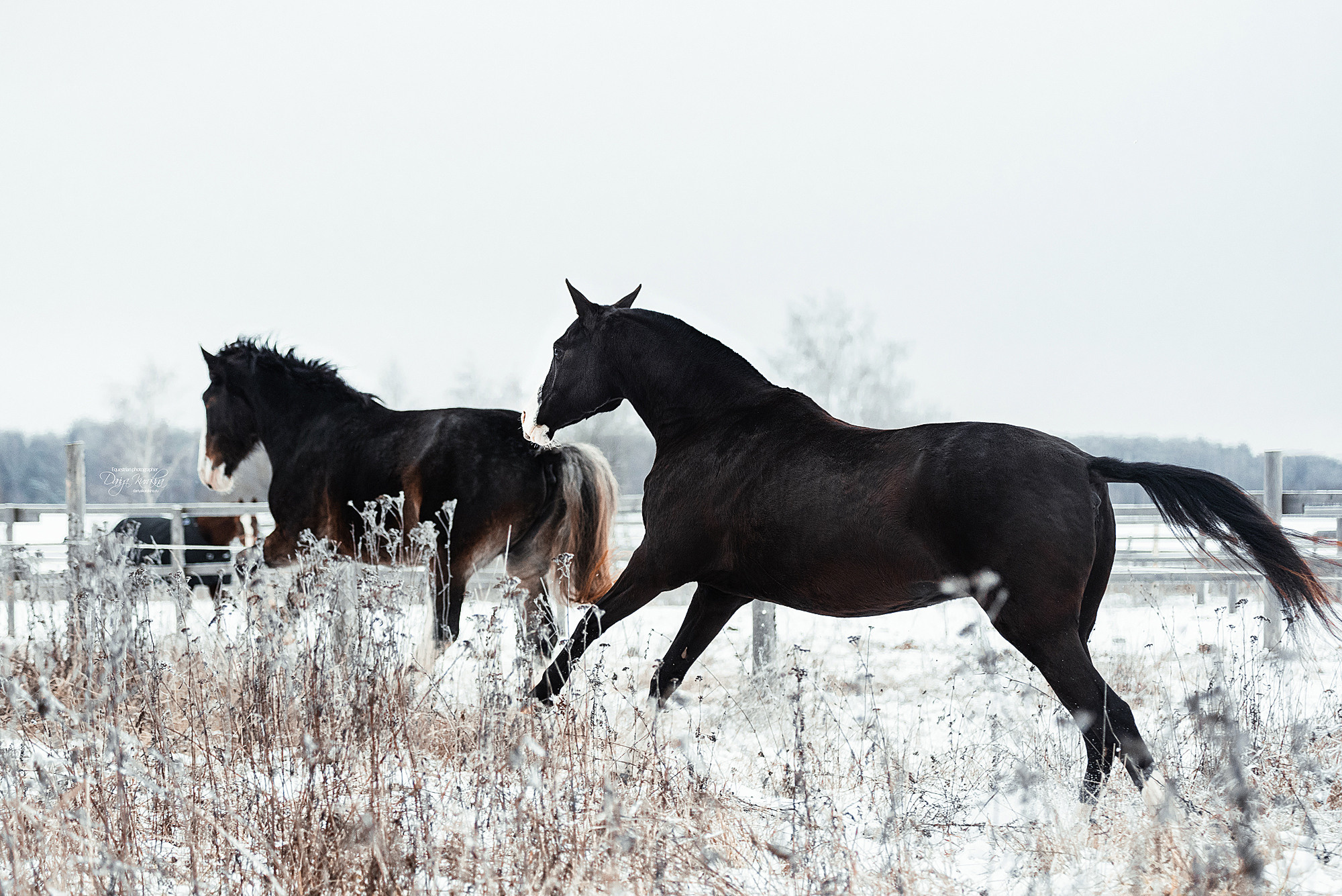 Рапунцель и Куна. Конный фотограф Куракина Дарья • Фотосессии с лошадьми