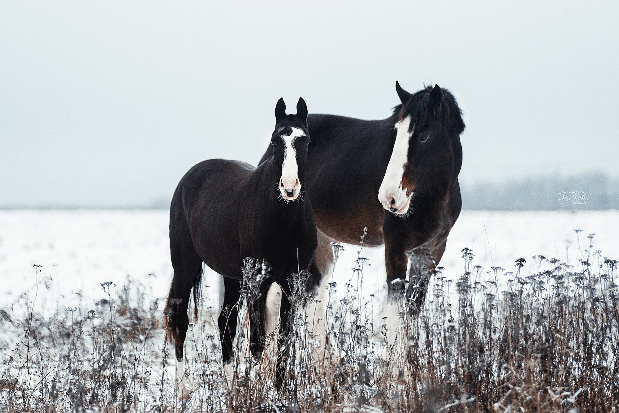 Рапунцель и Куна. Конный фотограф Куракина Дарья • Фотосессии с лошадьми