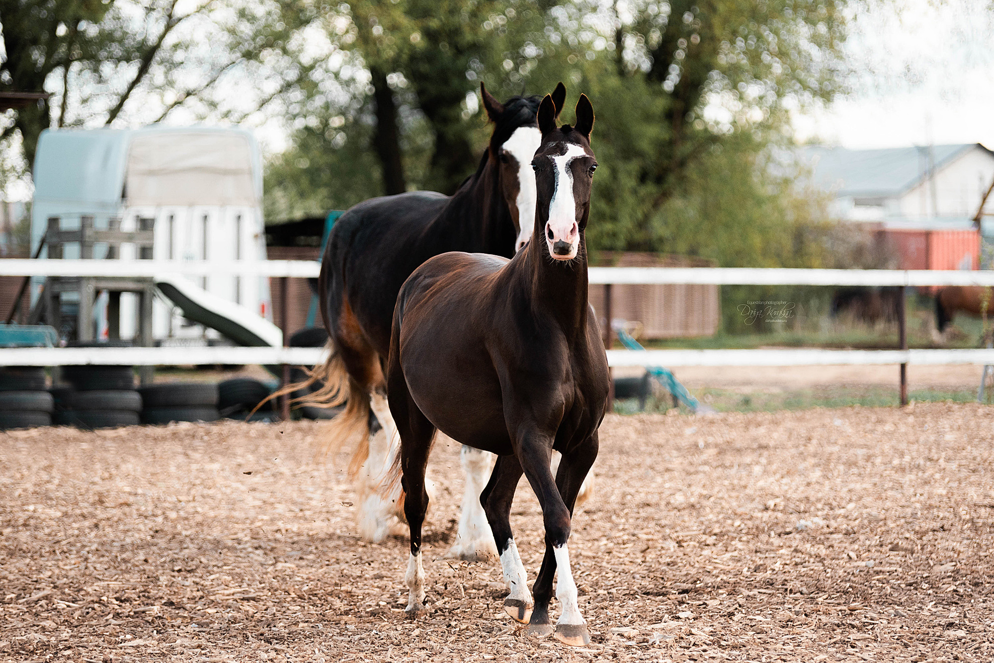 Кунарух и Рапунцель. Конный фотограф Куракина Дарья • Фотосессии с лошадьми