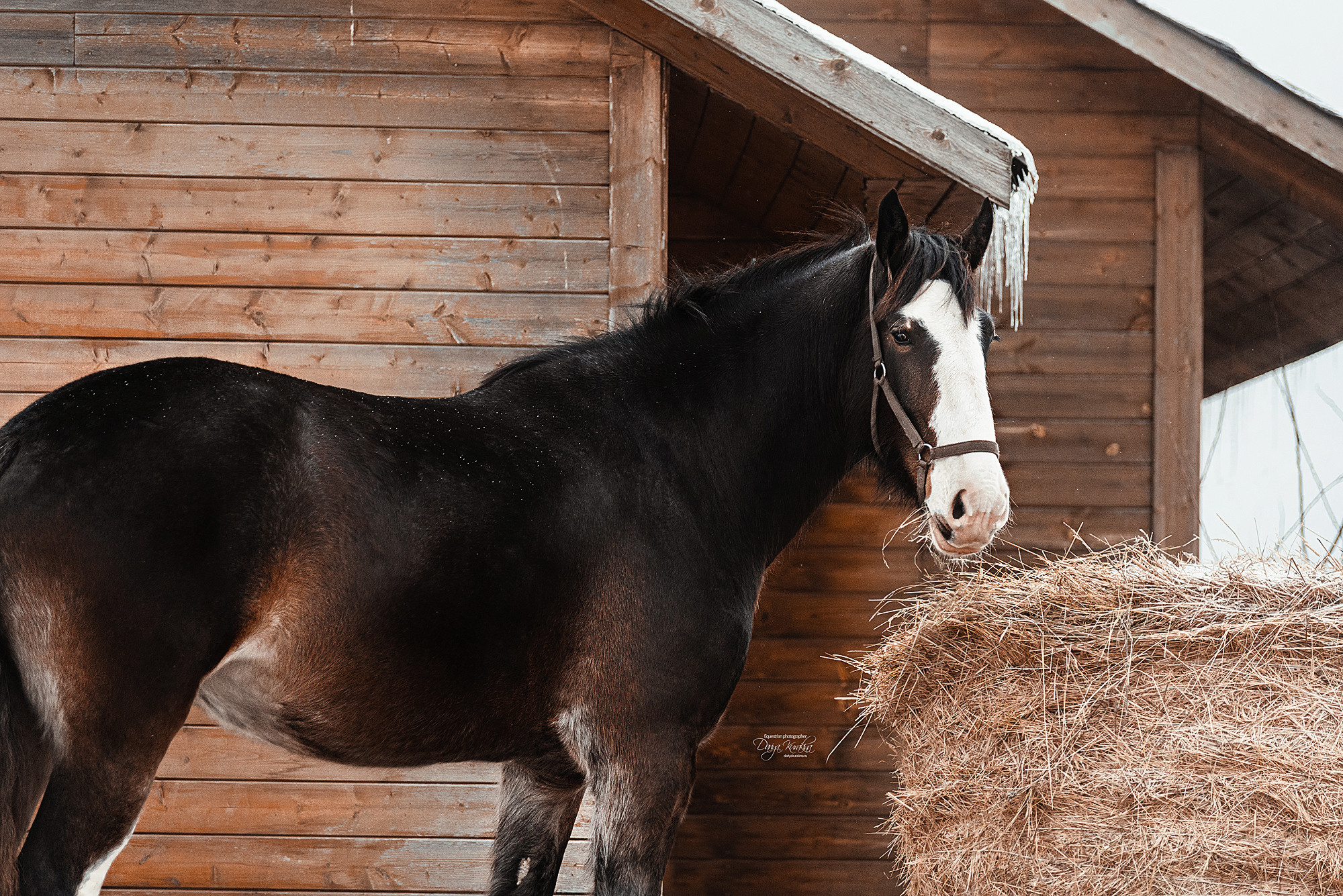 Рапунцель и Куна. Конный фотограф Куракина Дарья • Фотосессии с лошадьми