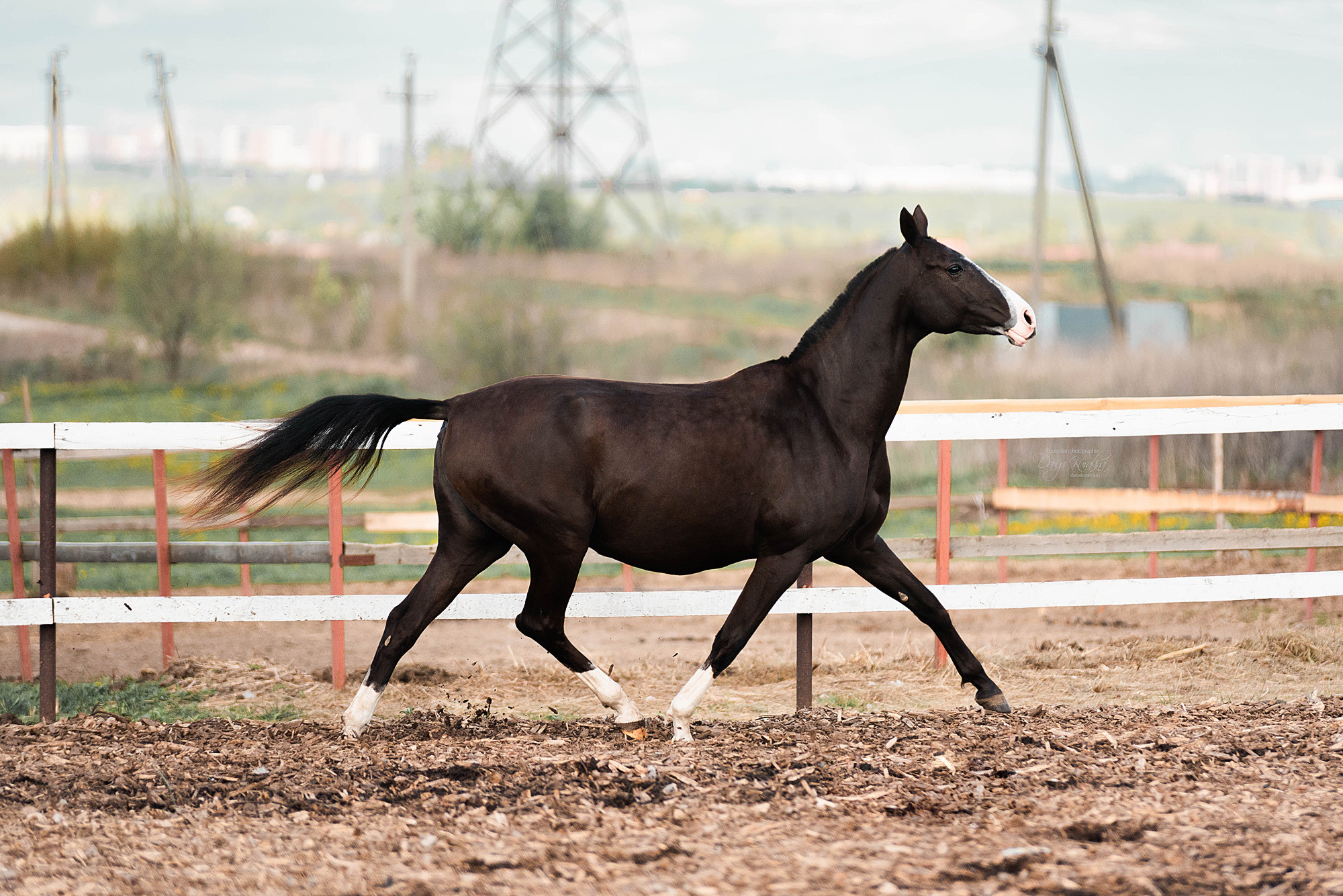 Кунарух и Рапунцель. Конный фотограф Куракина Дарья • Фотосессии с лошадьми