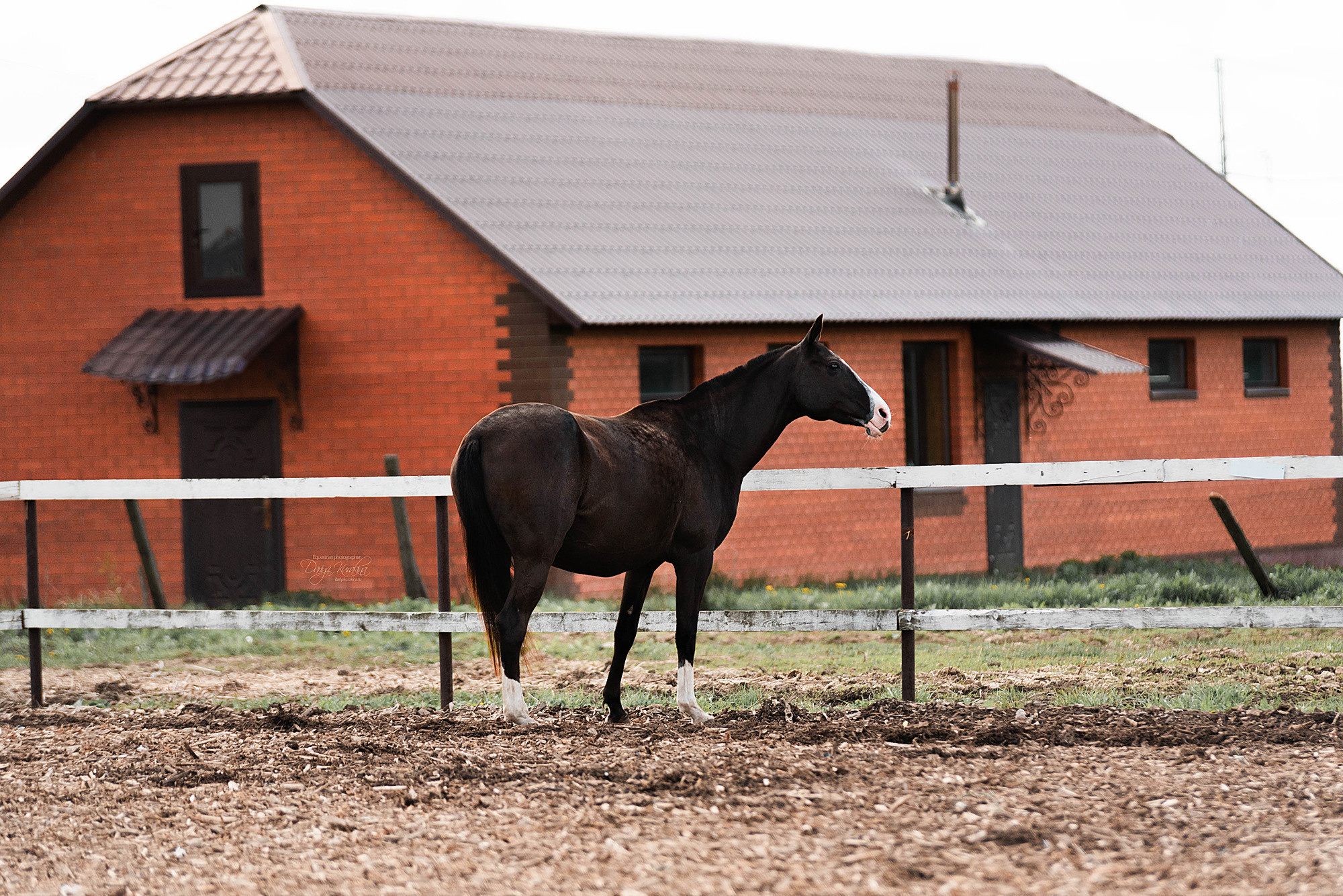 Кунарух и Рапунцель. Конный фотограф Куракина Дарья • Фотосессии с лошадьми
