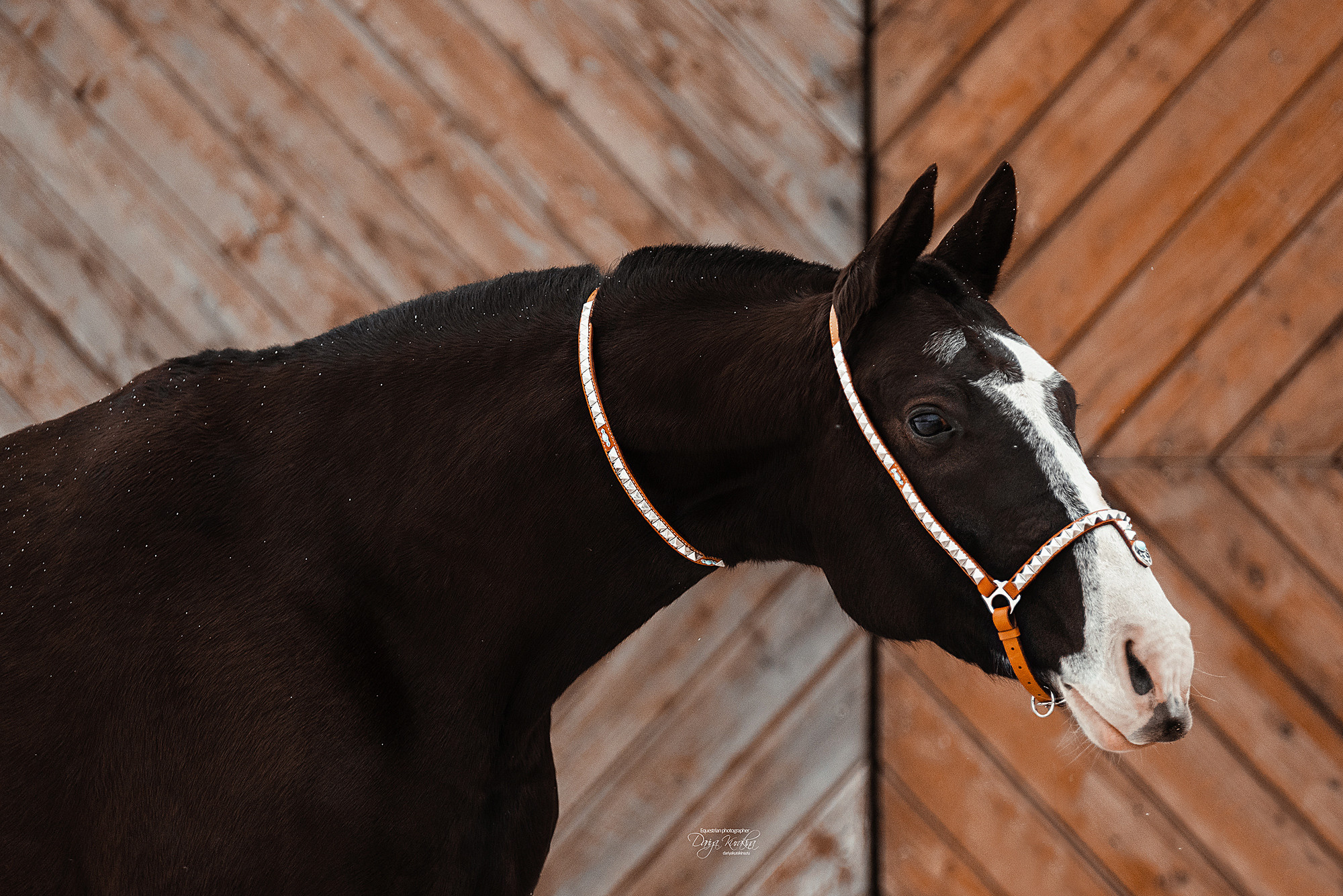 Рапунцель и Куна. Конный фотограф Куракина Дарья • Фотосессии с лошадьми