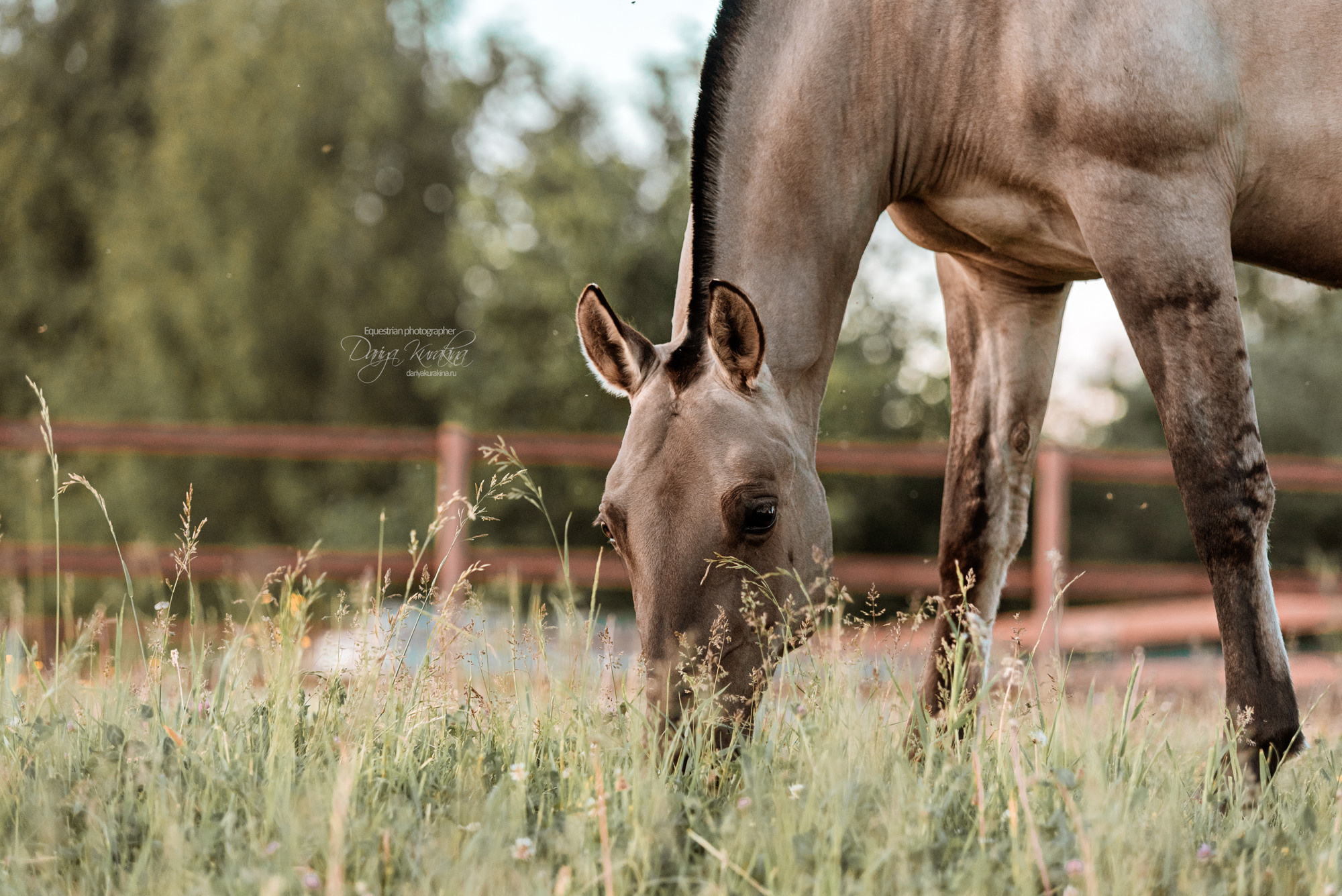 Конный фотограф Куракина Дарья • Фотосессии с лошадьми