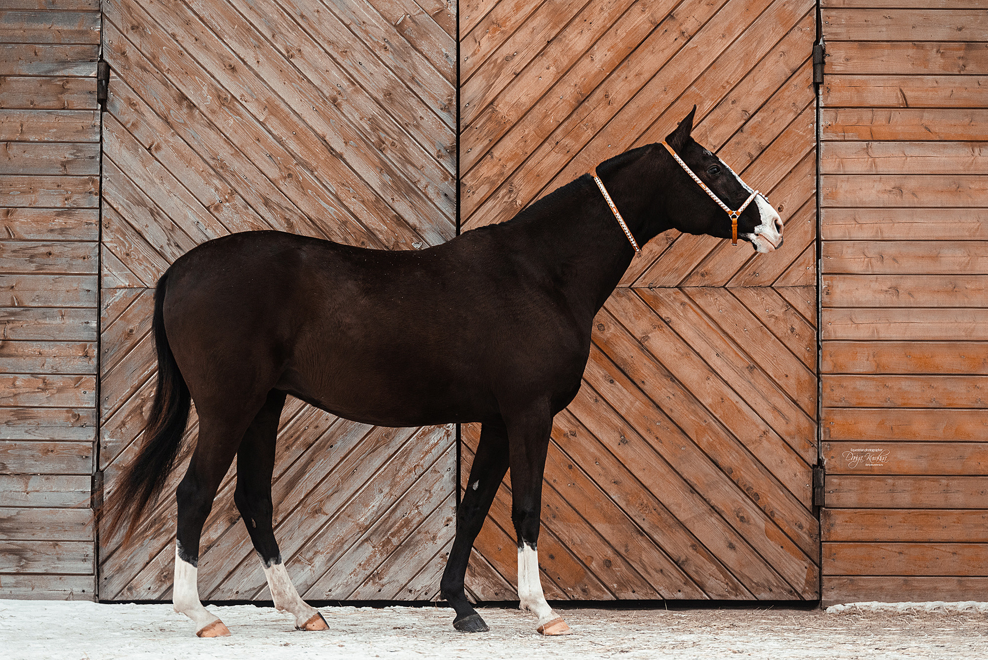 Рапунцель и Куна. Конный фотограф Куракина Дарья • Фотосессии с лошадьми