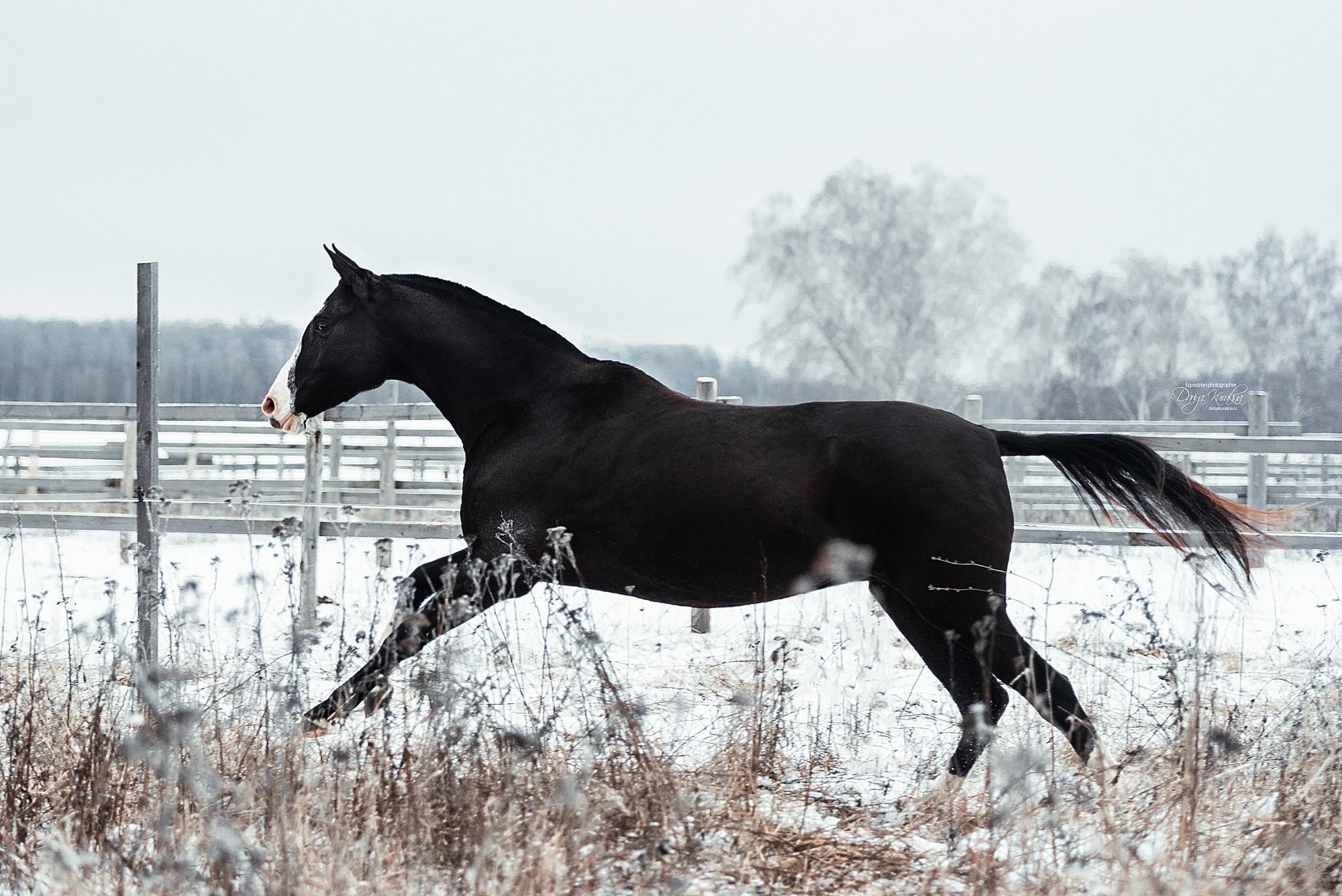 Рапунцель и Куна. Конный фотограф Куракина Дарья • Фотосессии с лошадьми
