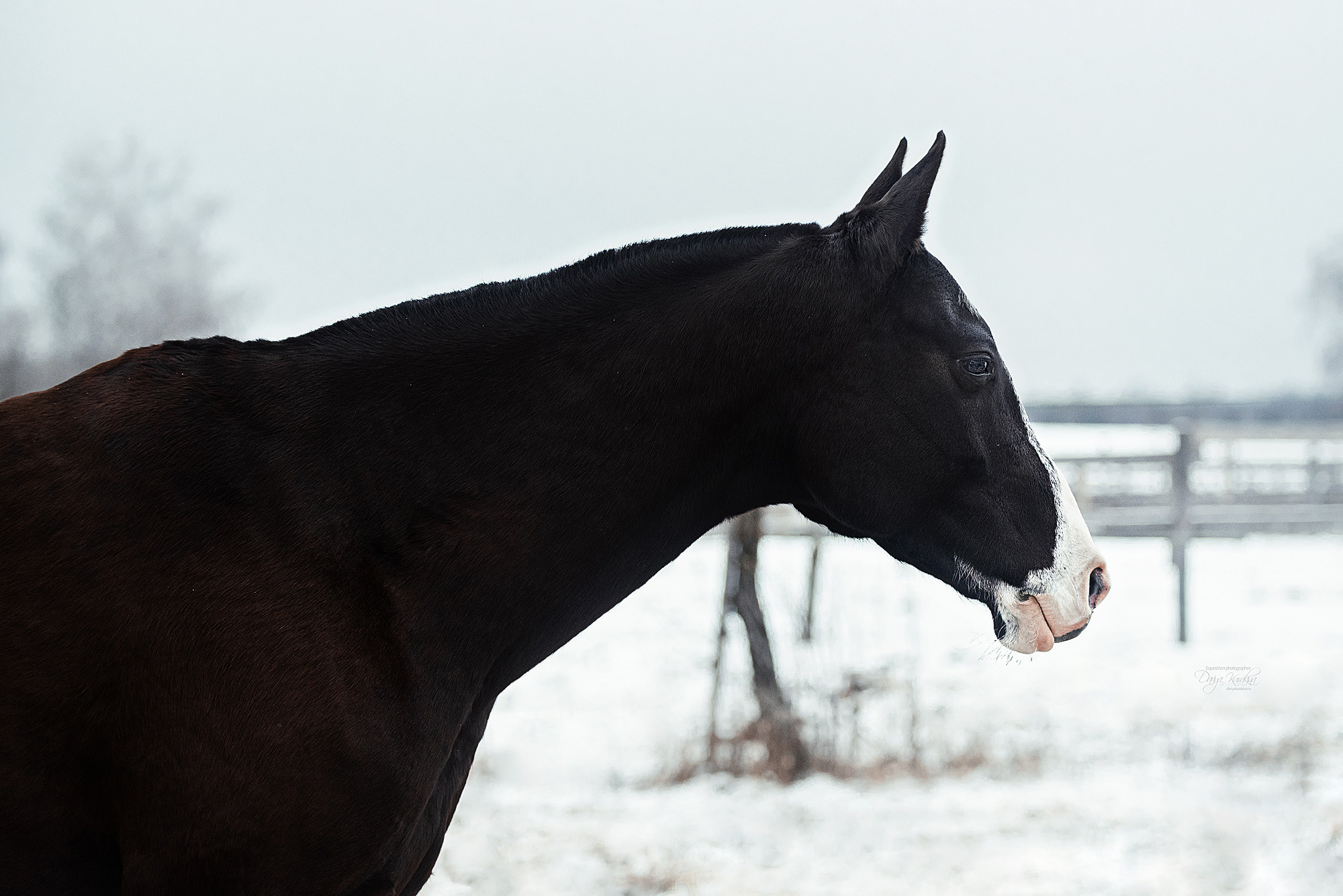 Рапунцель и Куна. Конный фотограф Куракина Дарья • Фотосессии с лошадьми