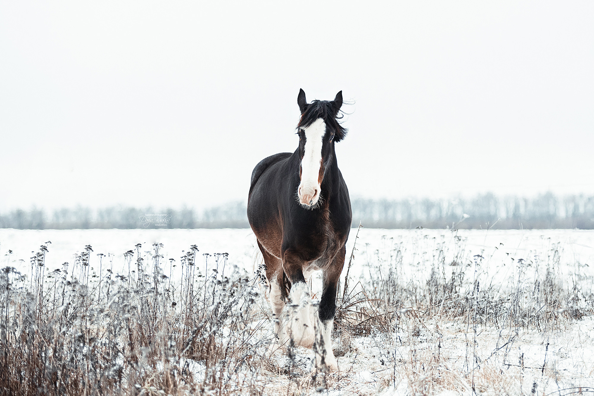 Рапунцель и Куна. Конный фотограф Куракина Дарья • Фотосессии с лошадьми