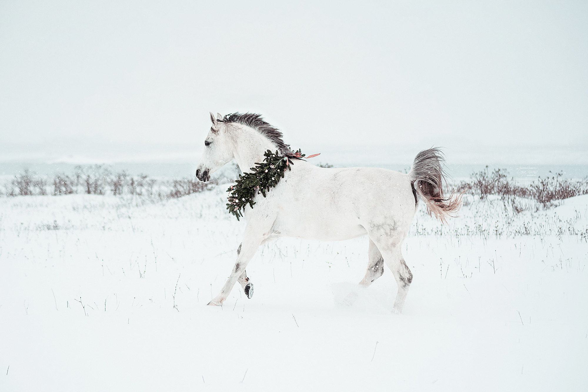 Армина. Конный фотограф Куракина Дарья • Фотосессии с лошадьми