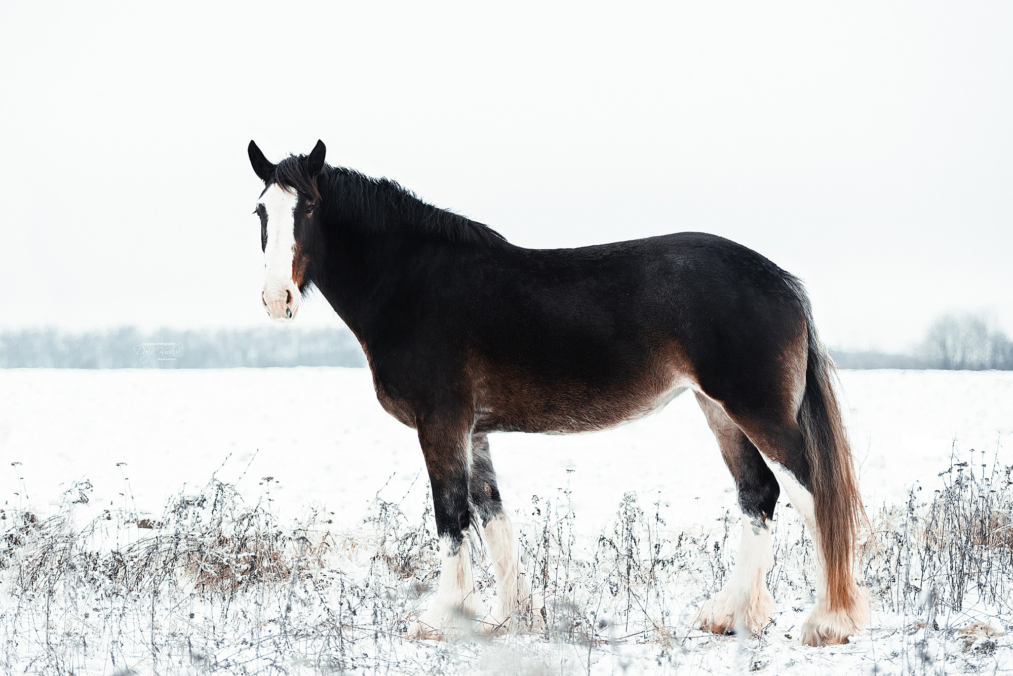Рапунцель и Куна. Конный фотограф Куракина Дарья • Фотосессии с лошадьми