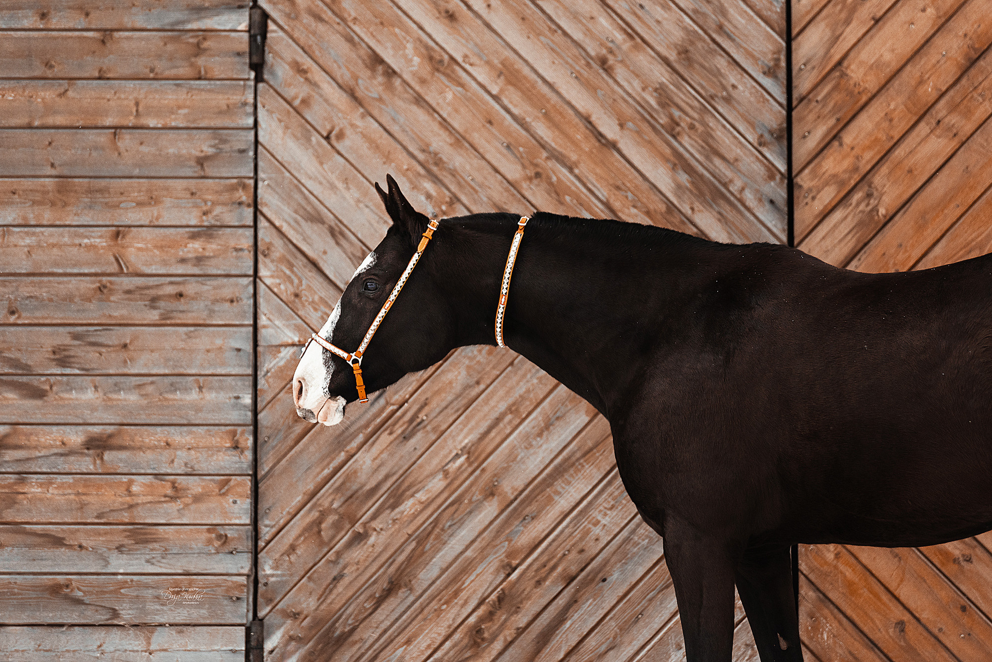 Рапунцель и Куна. Конный фотограф Куракина Дарья • Фотосессии с лошадьми