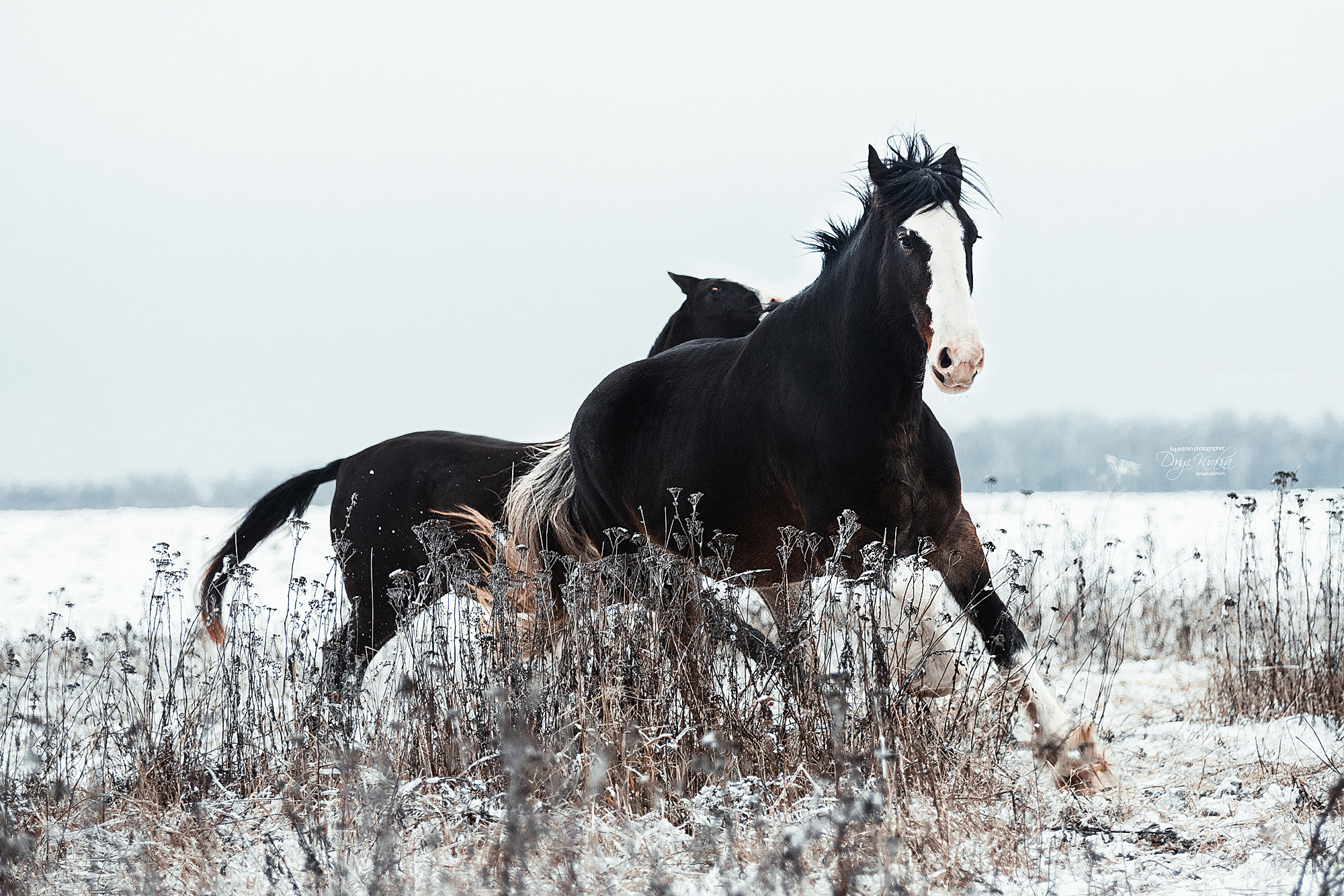 Рапунцель и Куна. Конный фотограф Куракина Дарья • Фотосессии с лошадьми