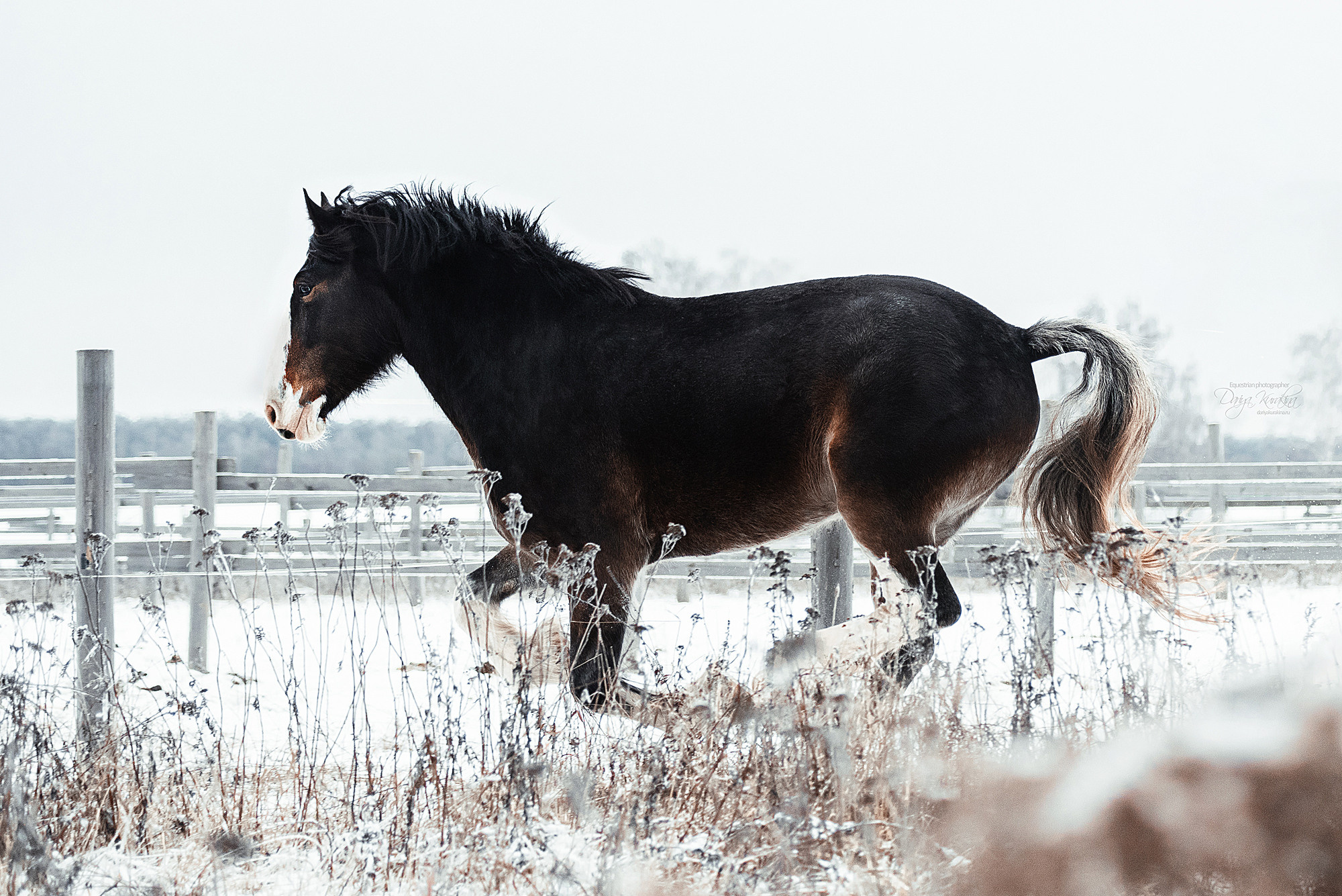 Рапунцель и Куна. Конный фотограф Куракина Дарья • Фотосессии с лошадьми
