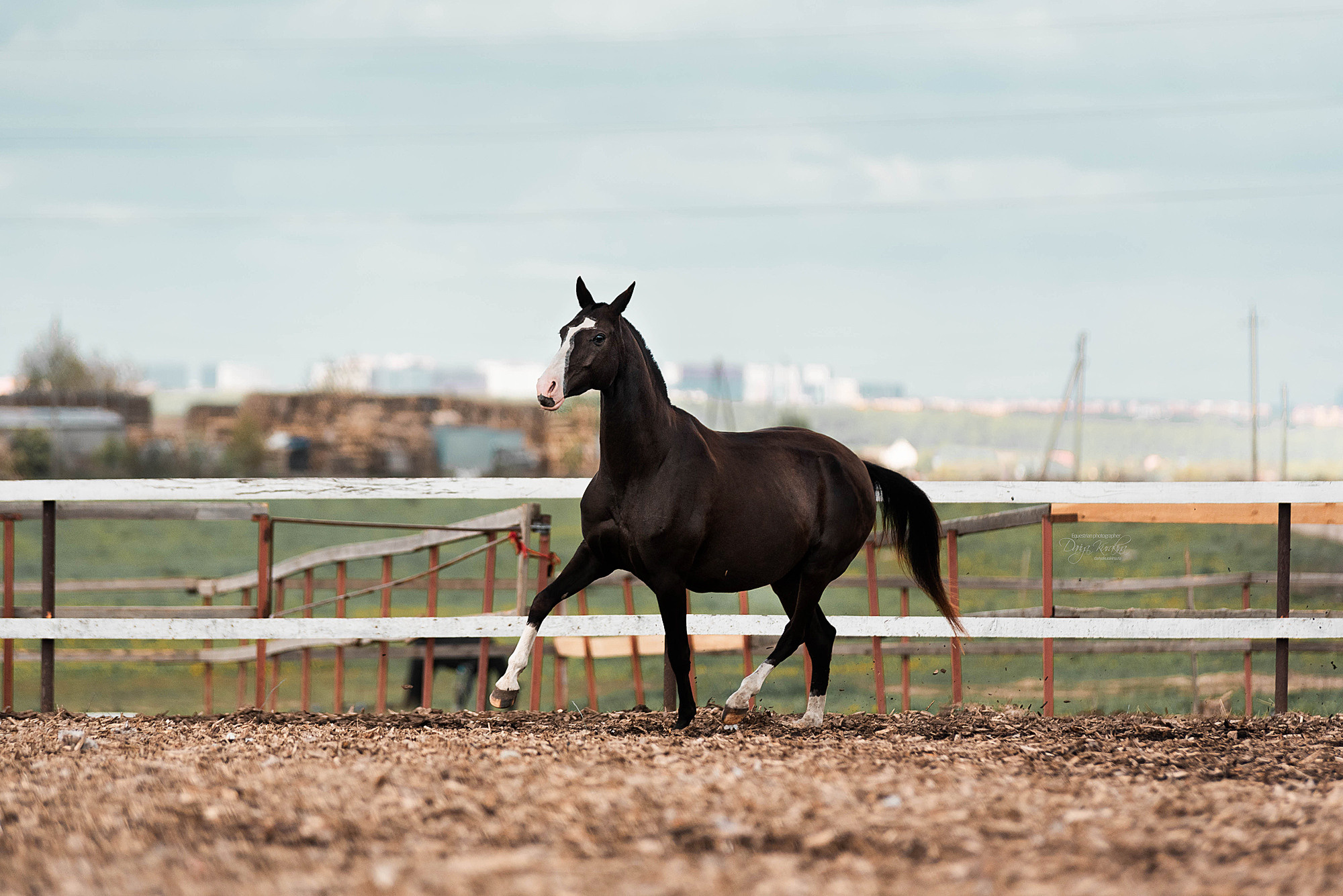 Кунарух и Рапунцель. Конный фотограф Куракина Дарья • Фотосессии с лошадьми