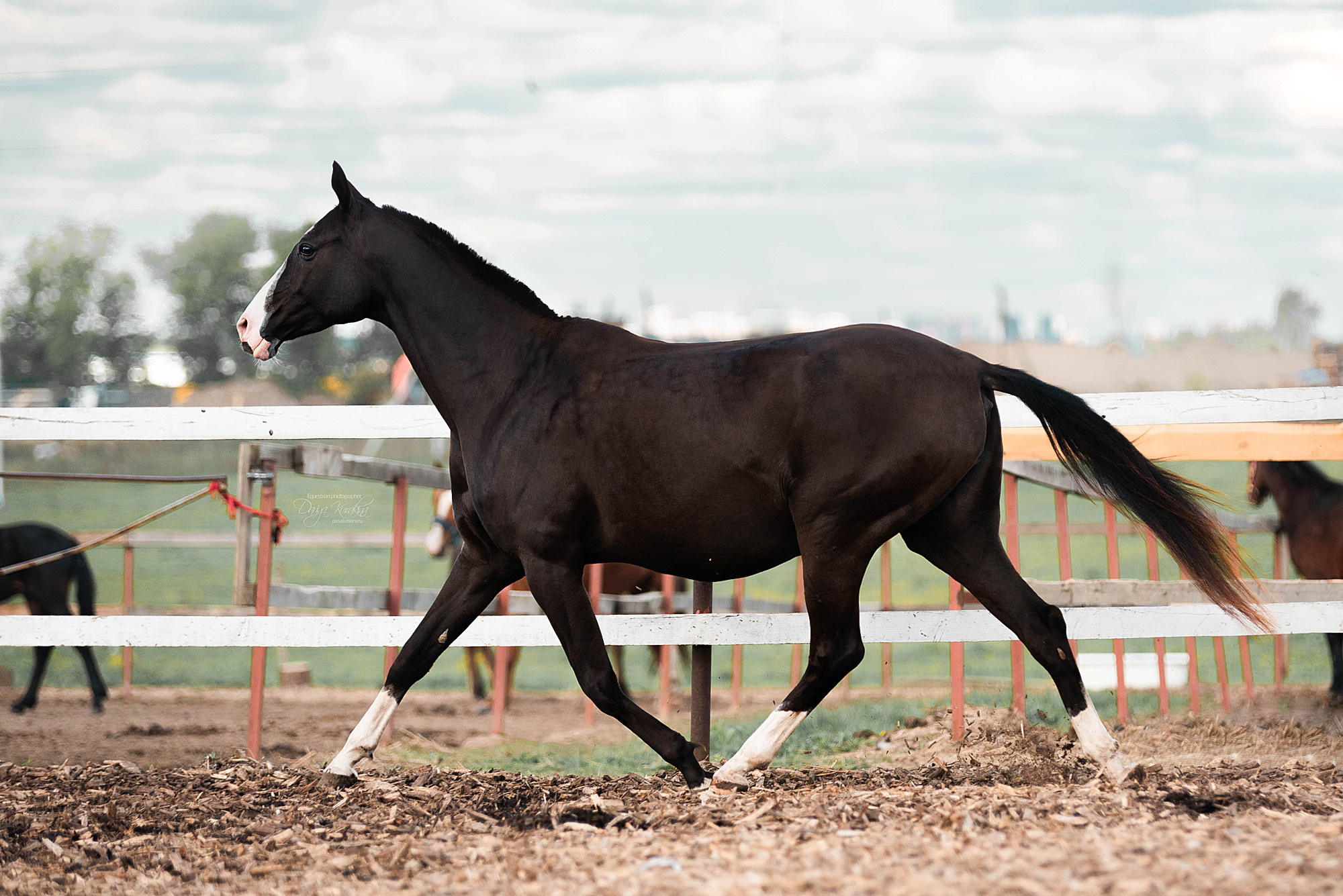 Кунарух и Рапунцель. Конный фотограф Куракина Дарья • Фотосессии с лошадьми