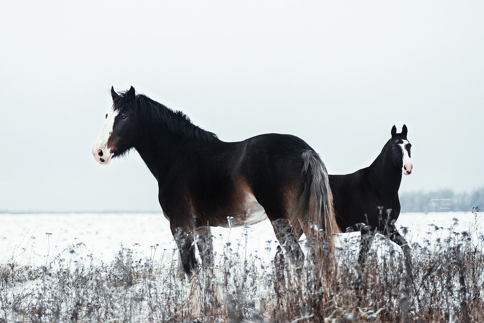Рапунцель и Куна. Конный фотограф Куракина Дарья • Фотосессии с лошадьми