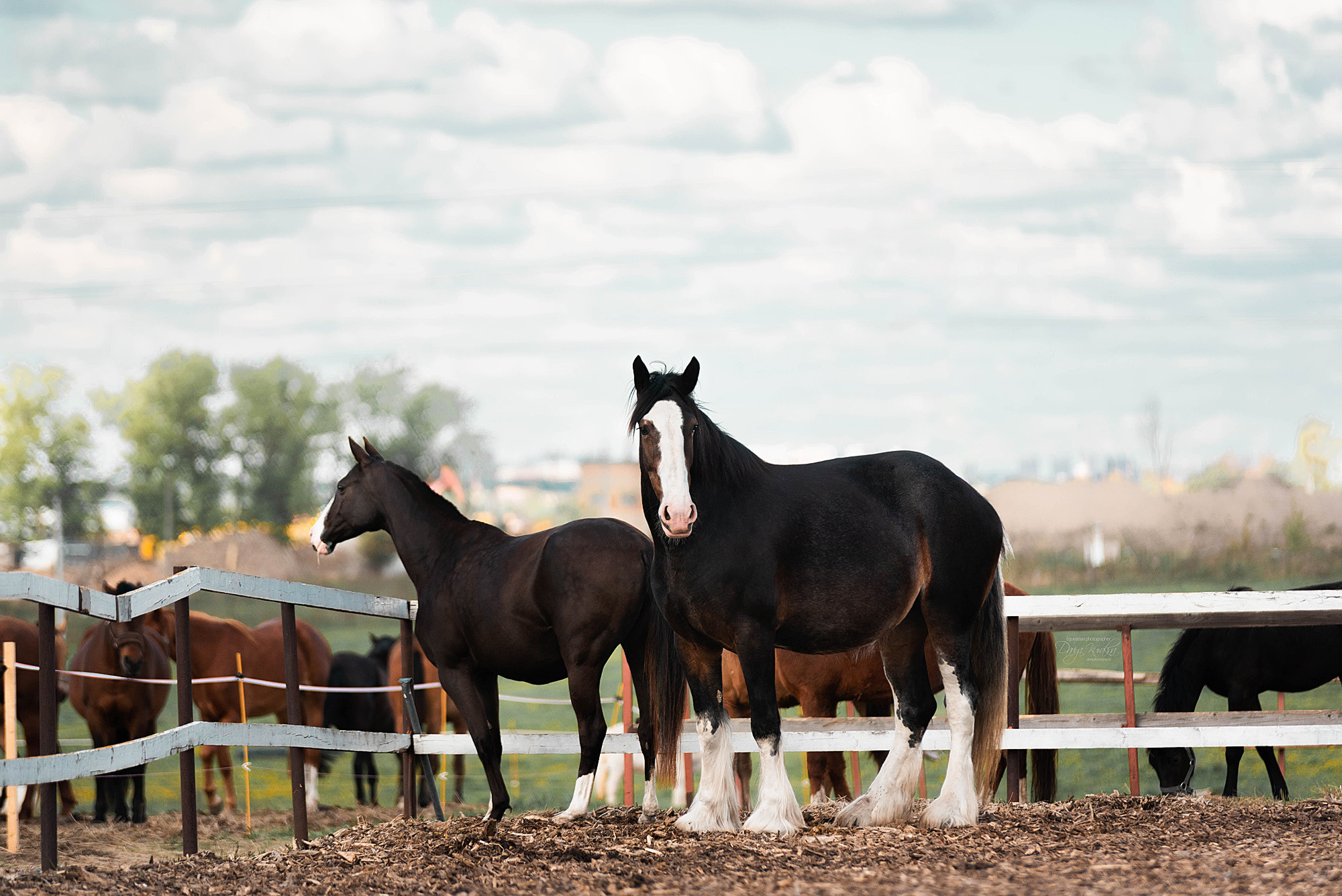 Кунарух и Рапунцель. Конный фотограф Куракина Дарья • Фотосессии с лошадьми