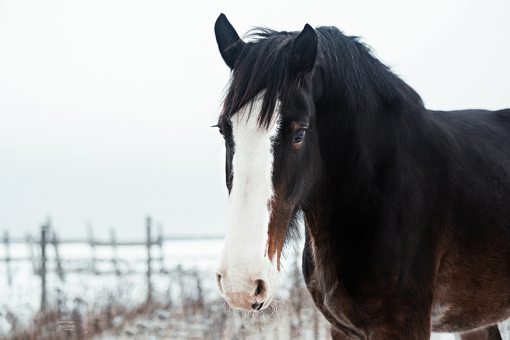 Рапунцель и Куна. Конный фотограф Куракина Дарья • Фотосессии с лошадьми