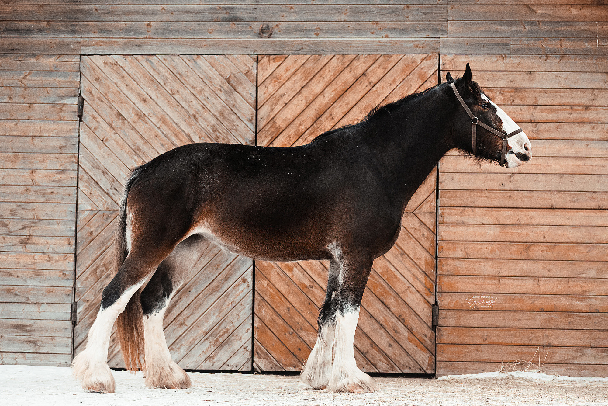 Рапунцель и Куна. Конный фотограф Куракина Дарья • Фотосессии с лошадьми