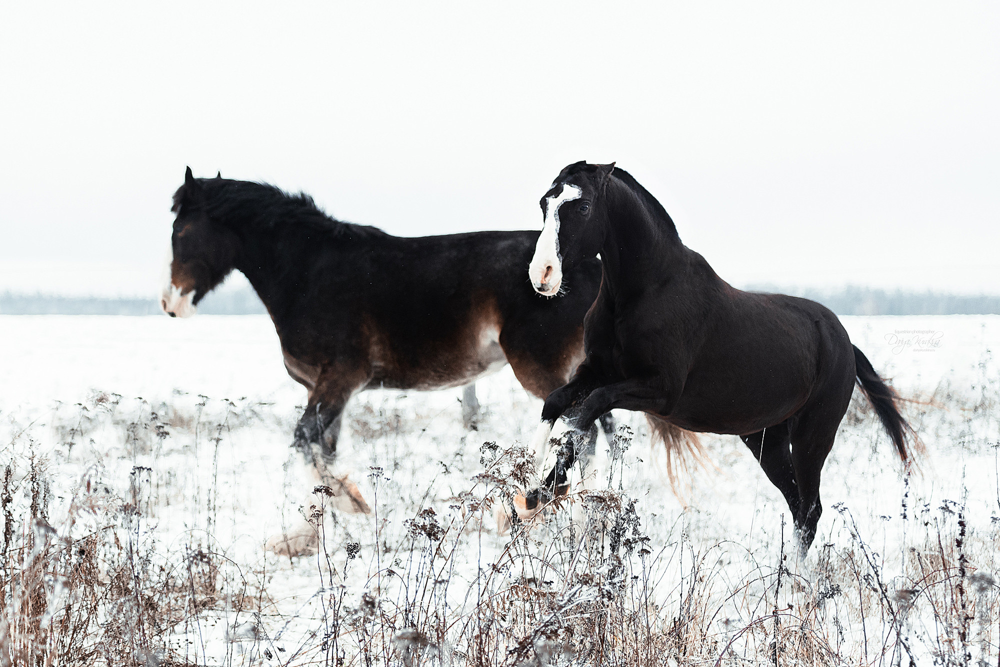 Рапунцель и Куна. Конный фотограф Куракина Дарья • Фотосессии с лошадьми
