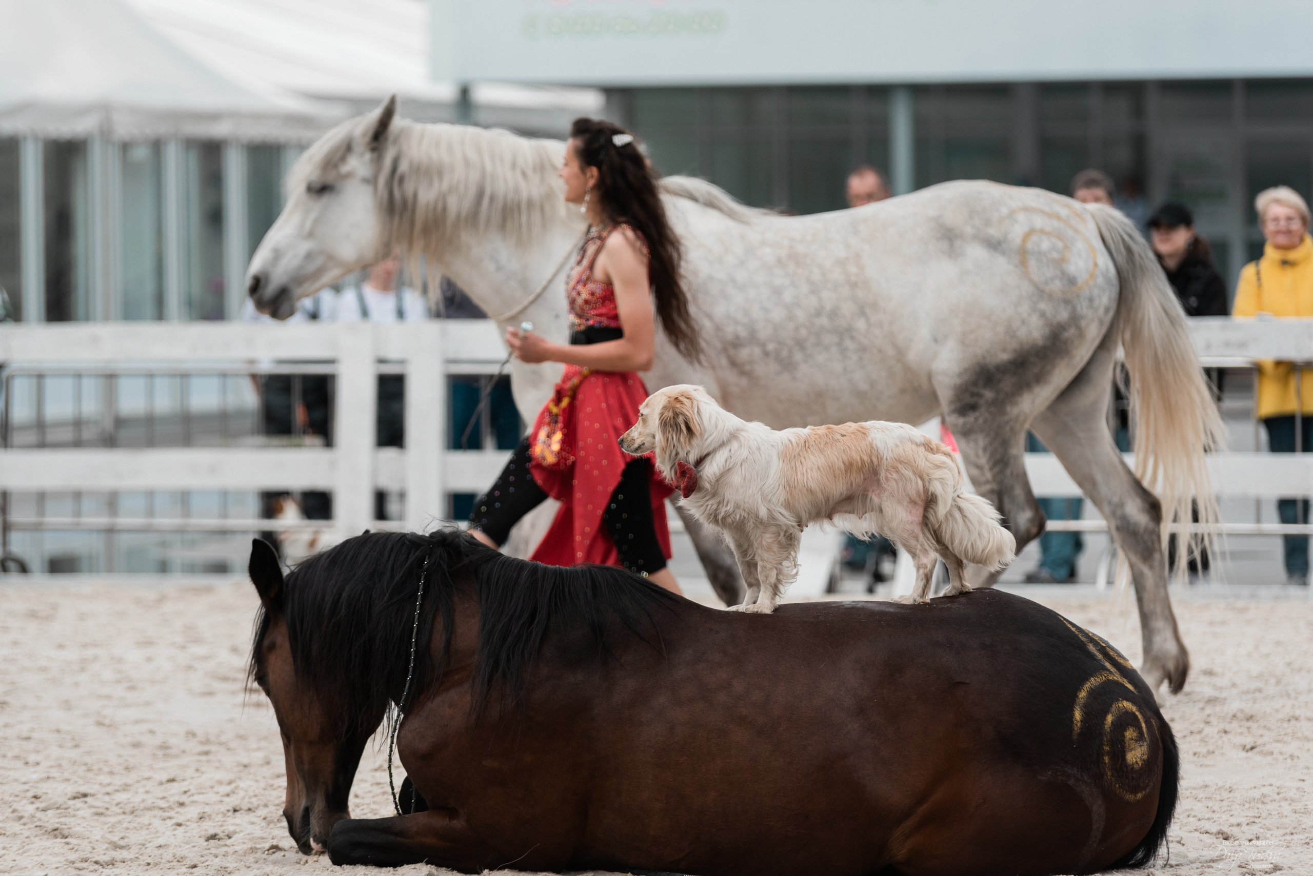 Эквирос 2023. Конный фотограф Куракина Дарья • Фотосессии с лошадьми