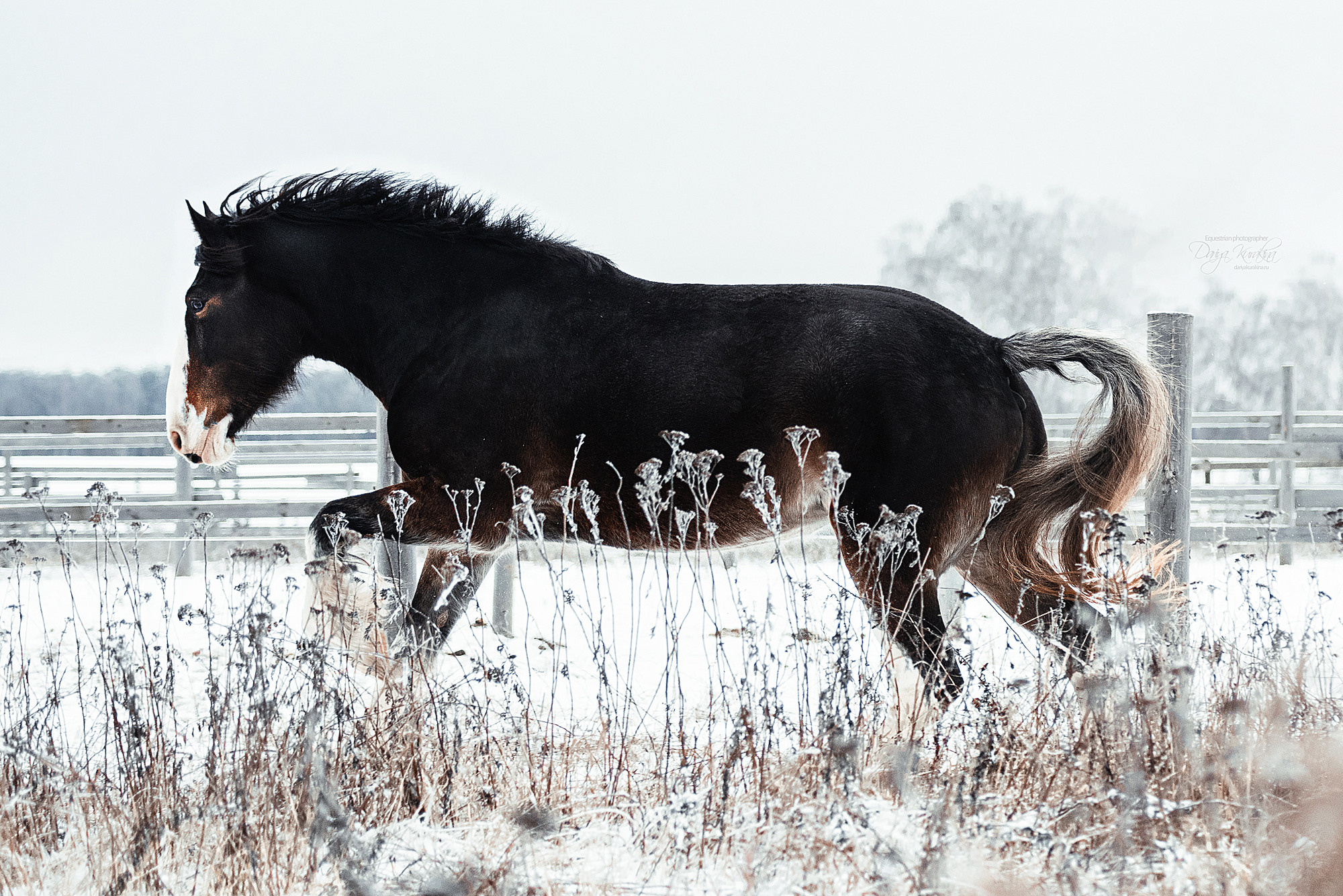 Рапунцель и Куна. Конный фотограф Куракина Дарья • Фотосессии с лошадьми