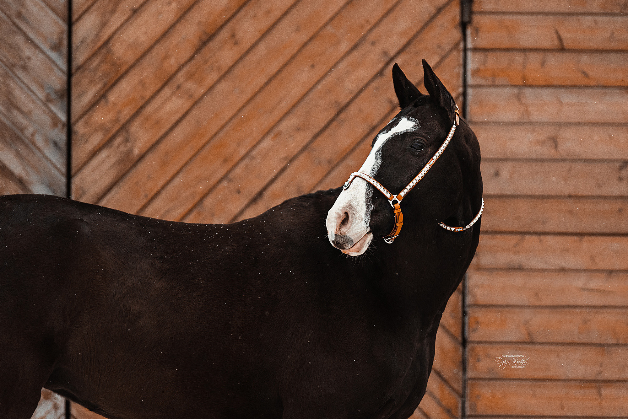 Рапунцель и Куна. Конный фотограф Куракина Дарья • Фотосессии с лошадьми