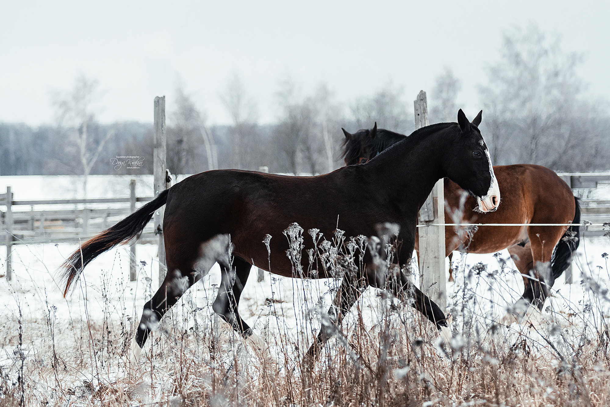 Рапунцель и Куна. Конный фотограф Куракина Дарья • Фотосессии с лошадьми