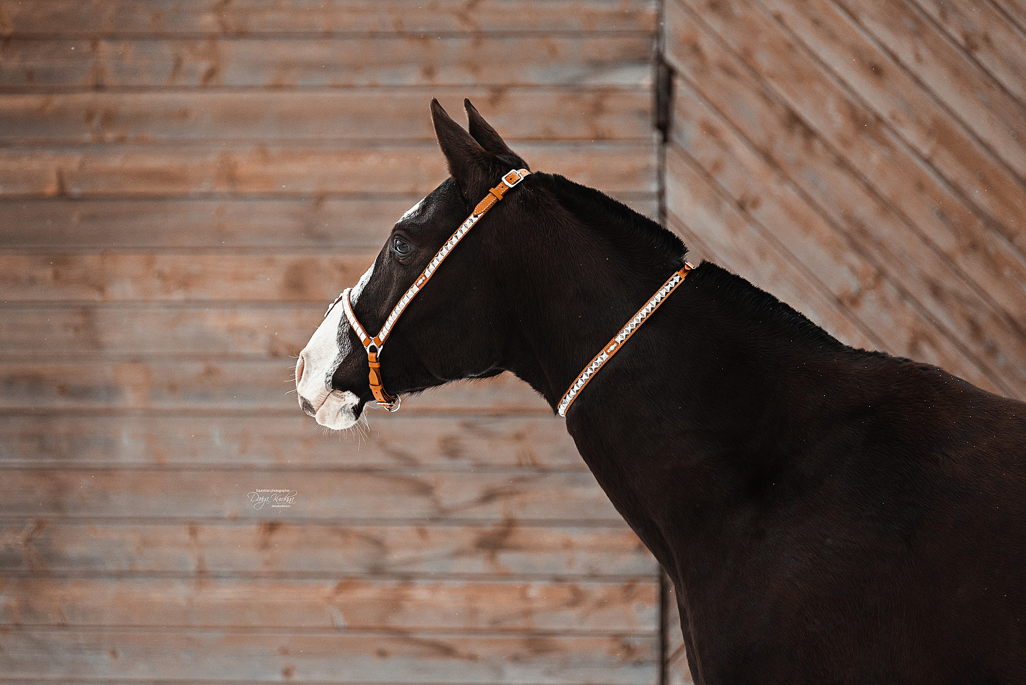 Рапунцель и Куна. Конный фотограф Куракина Дарья • Фотосессии с лошадьми