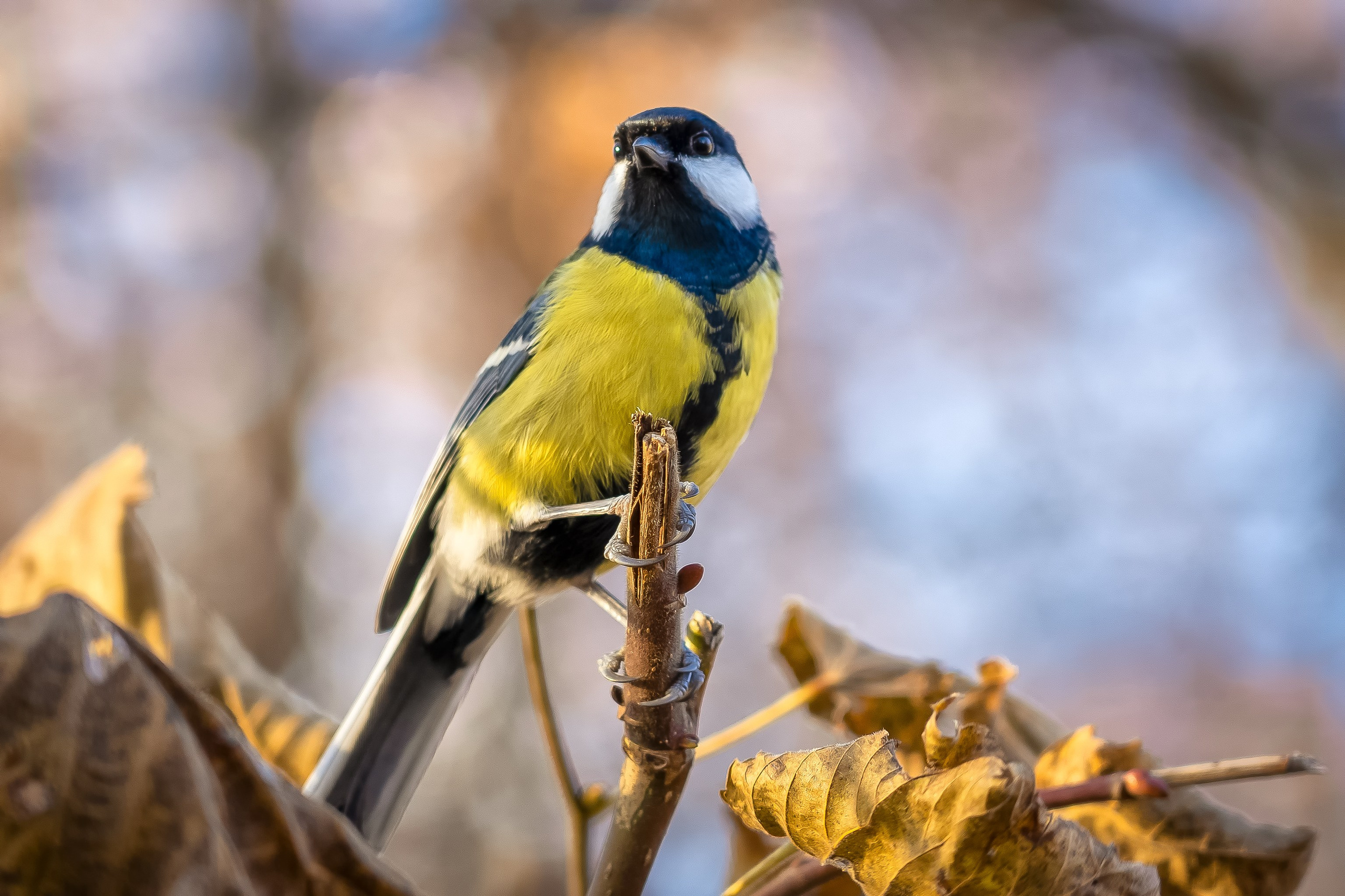 Дикая природа. Photomantis