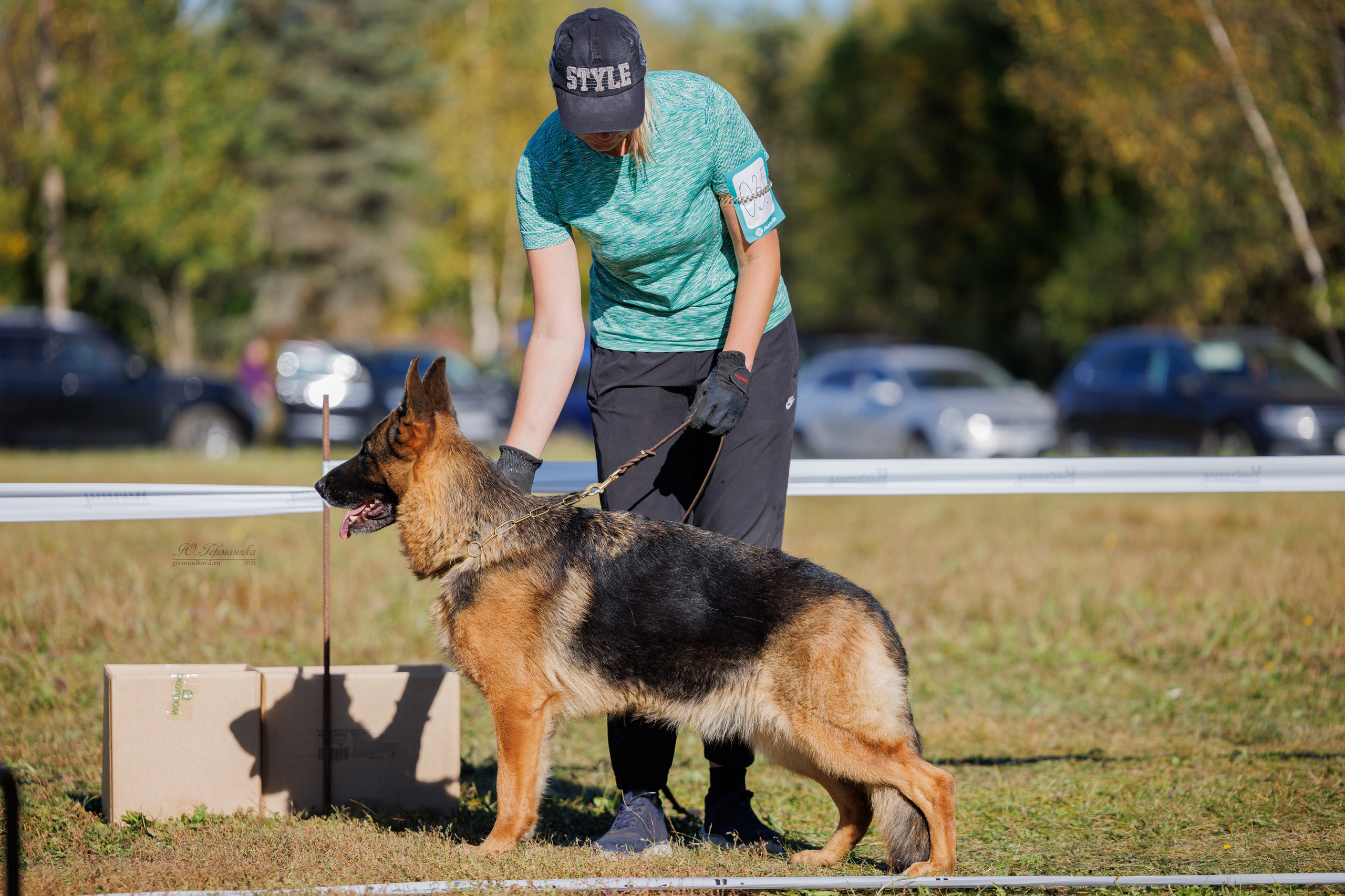 Тверь немецкие овчарки 22.09.2024. Фотограф-анималист Юлия Германика