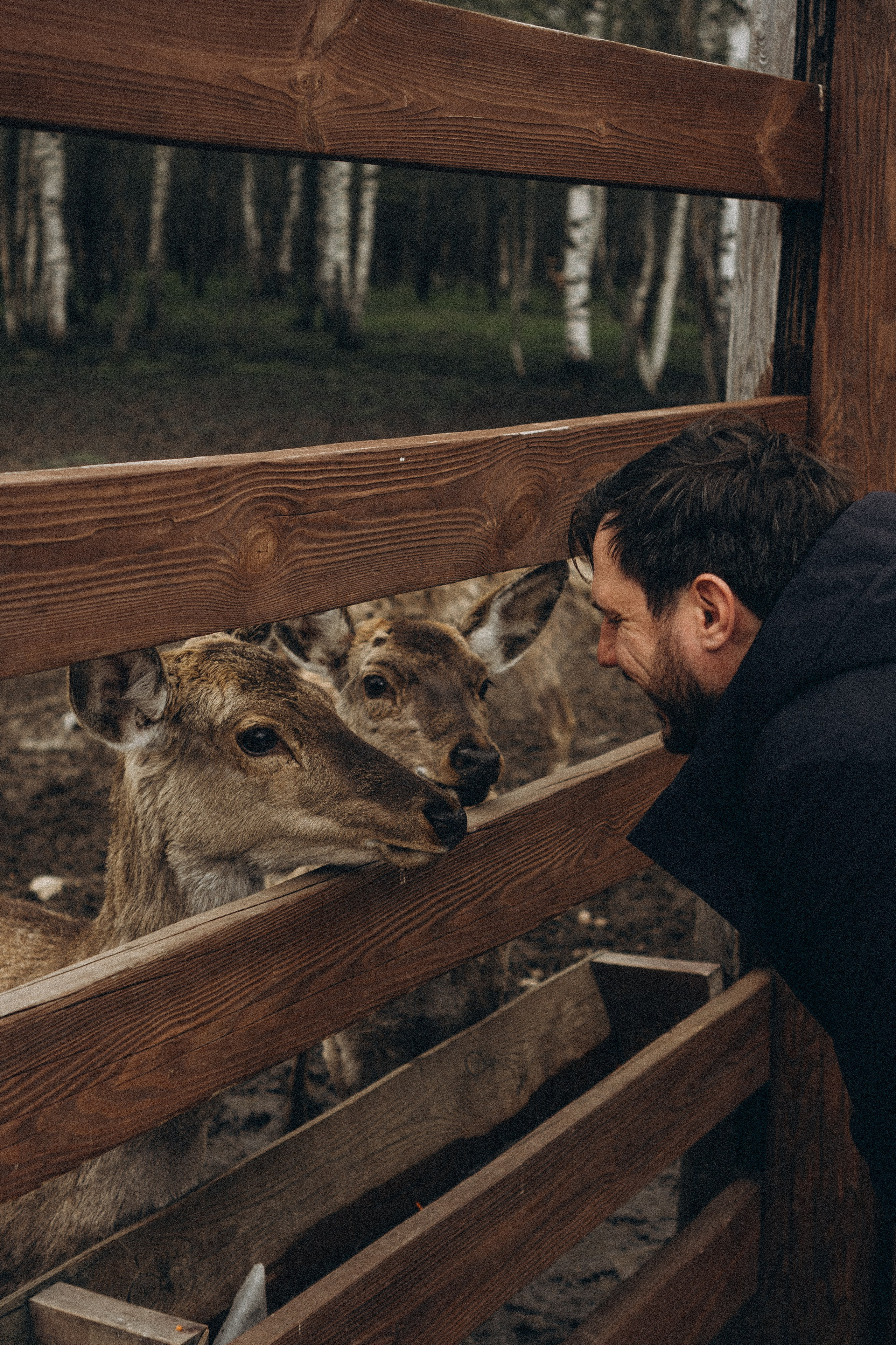 ОЛЕНЬЯ ФЕРМА В ТВЕРИ. Профессиональный фотограф, Санкт-Петербург — Виктория Богомолова