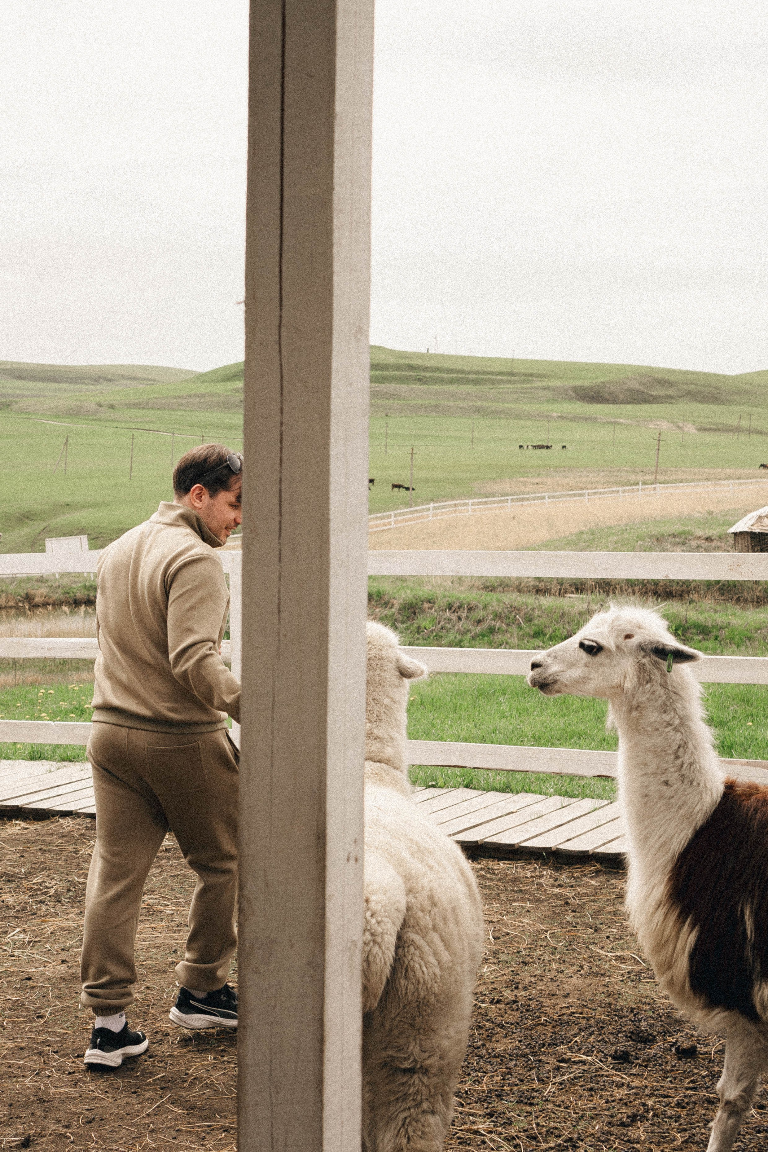 Ферма Альпак. Профессиональный фотограф, Санкт-Петербург — Виктория Богомолова