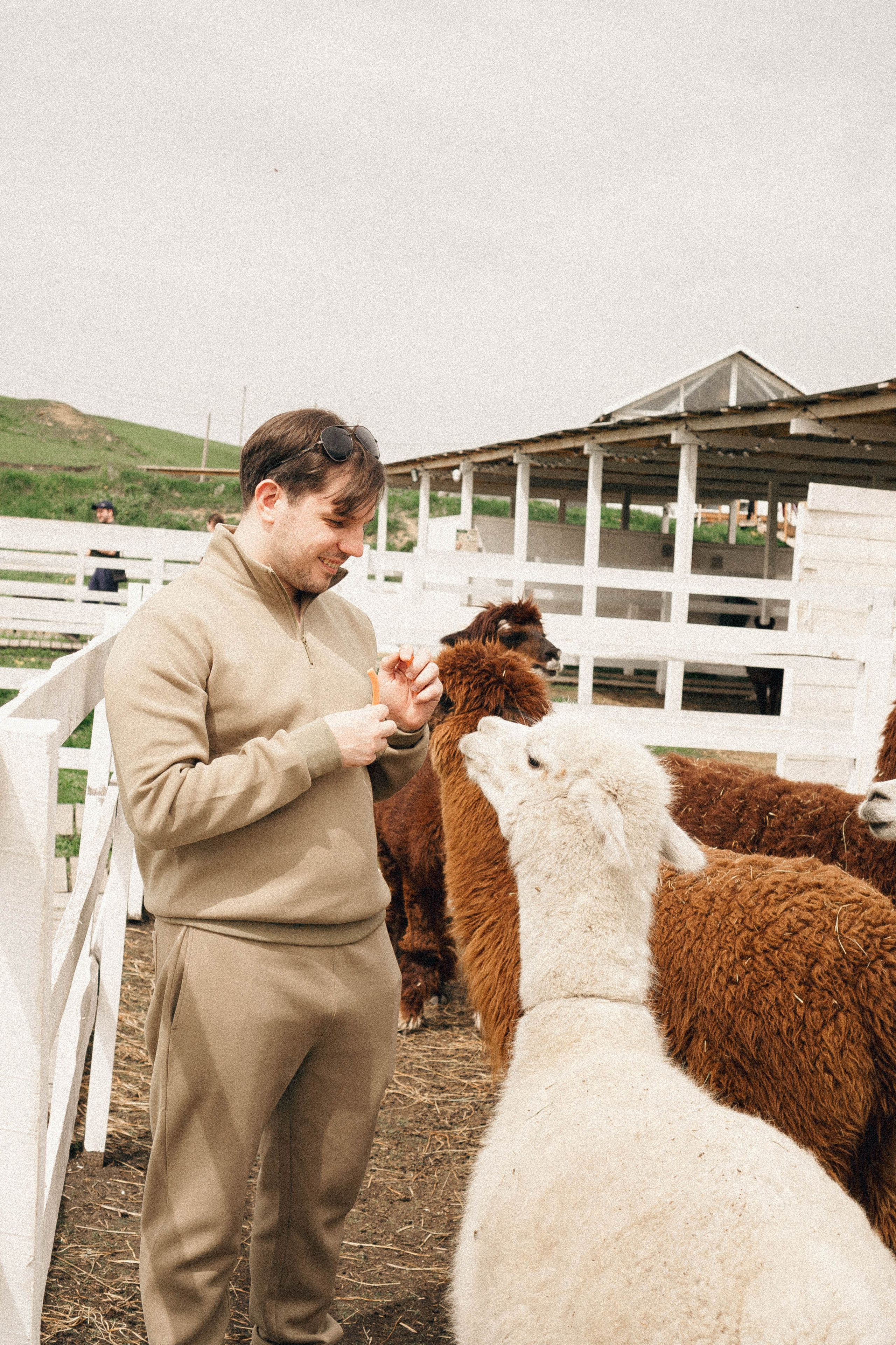 Ферма Альпак. Профессиональный фотограф, Санкт-Петербург — Виктория Богомолова