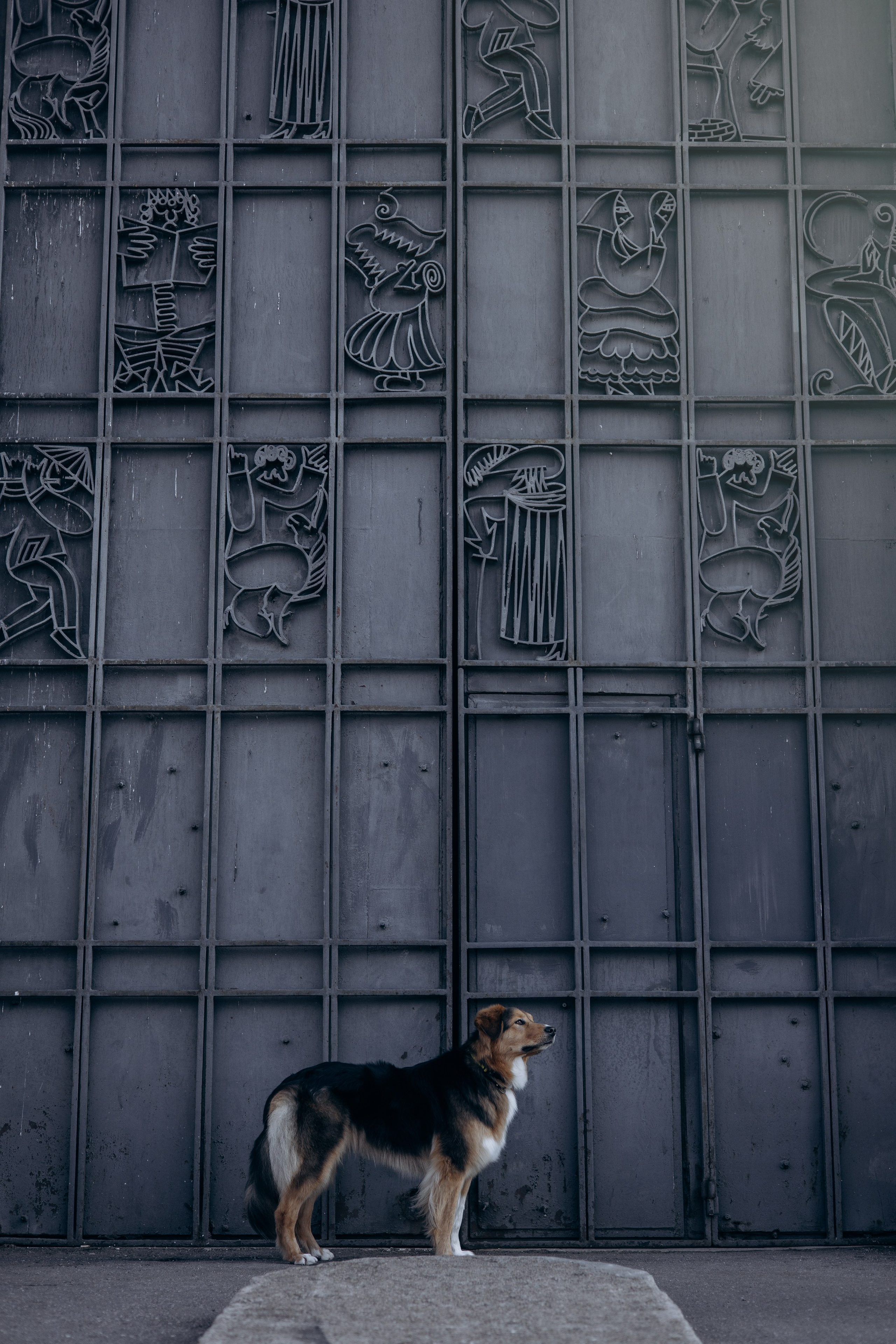 Елена и Вега. Фотограф животных Евгения Верцинская